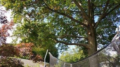 Tree Trimming using Tree Pruing