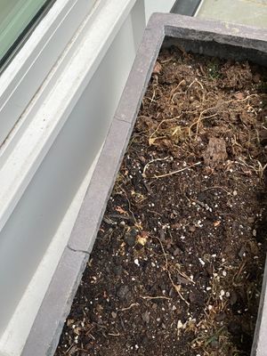 bluestone cleaning