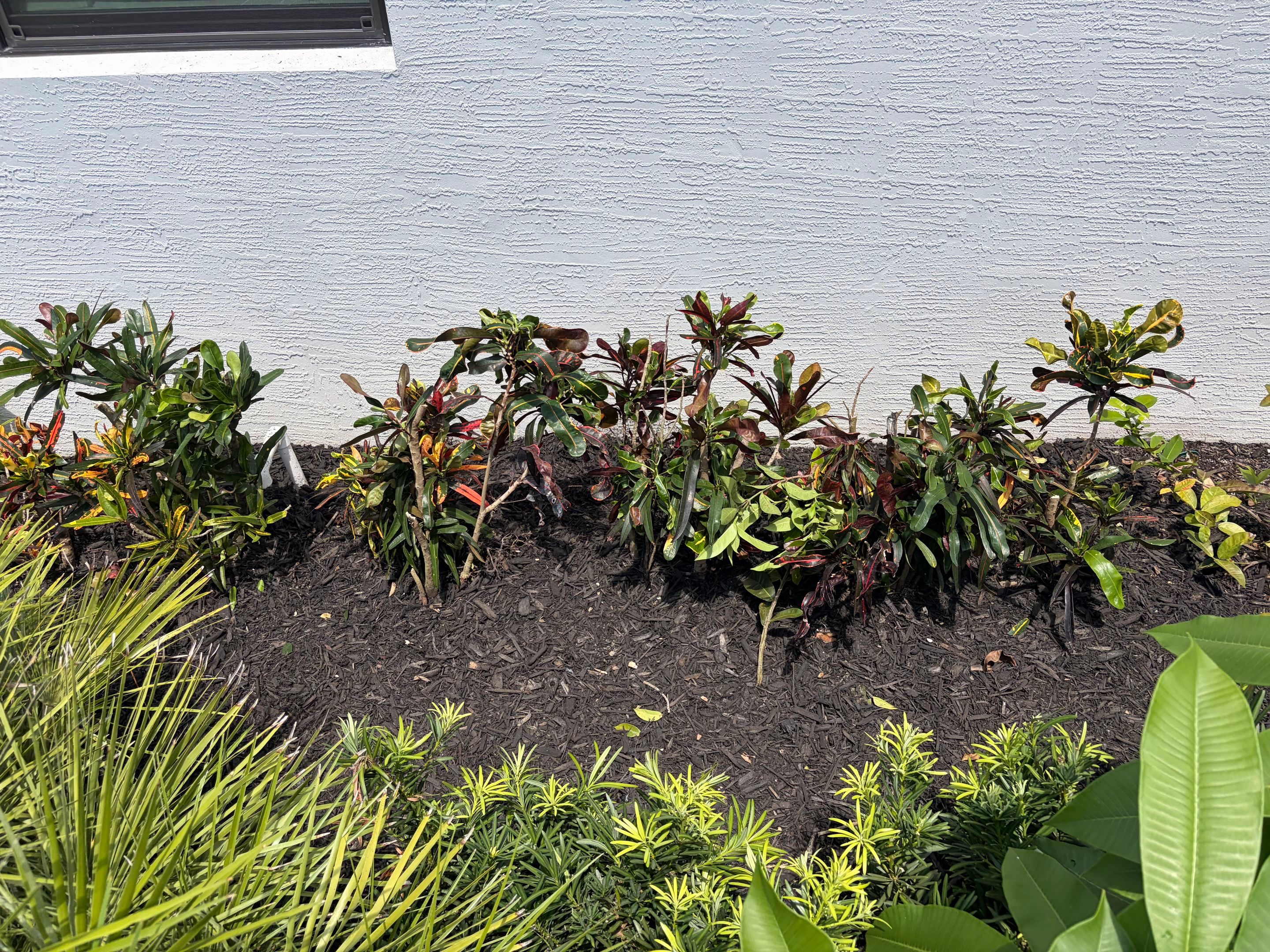 🌴✨ Canopy Creek Landscape Transformation! ✨🌿 by Alpha Zeta Enterprises Inc