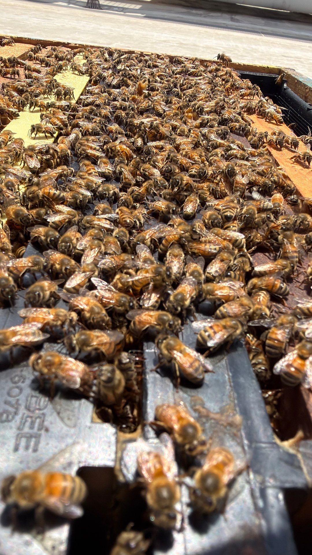 Downtown Dallas by Rockwall Honey Bee Company