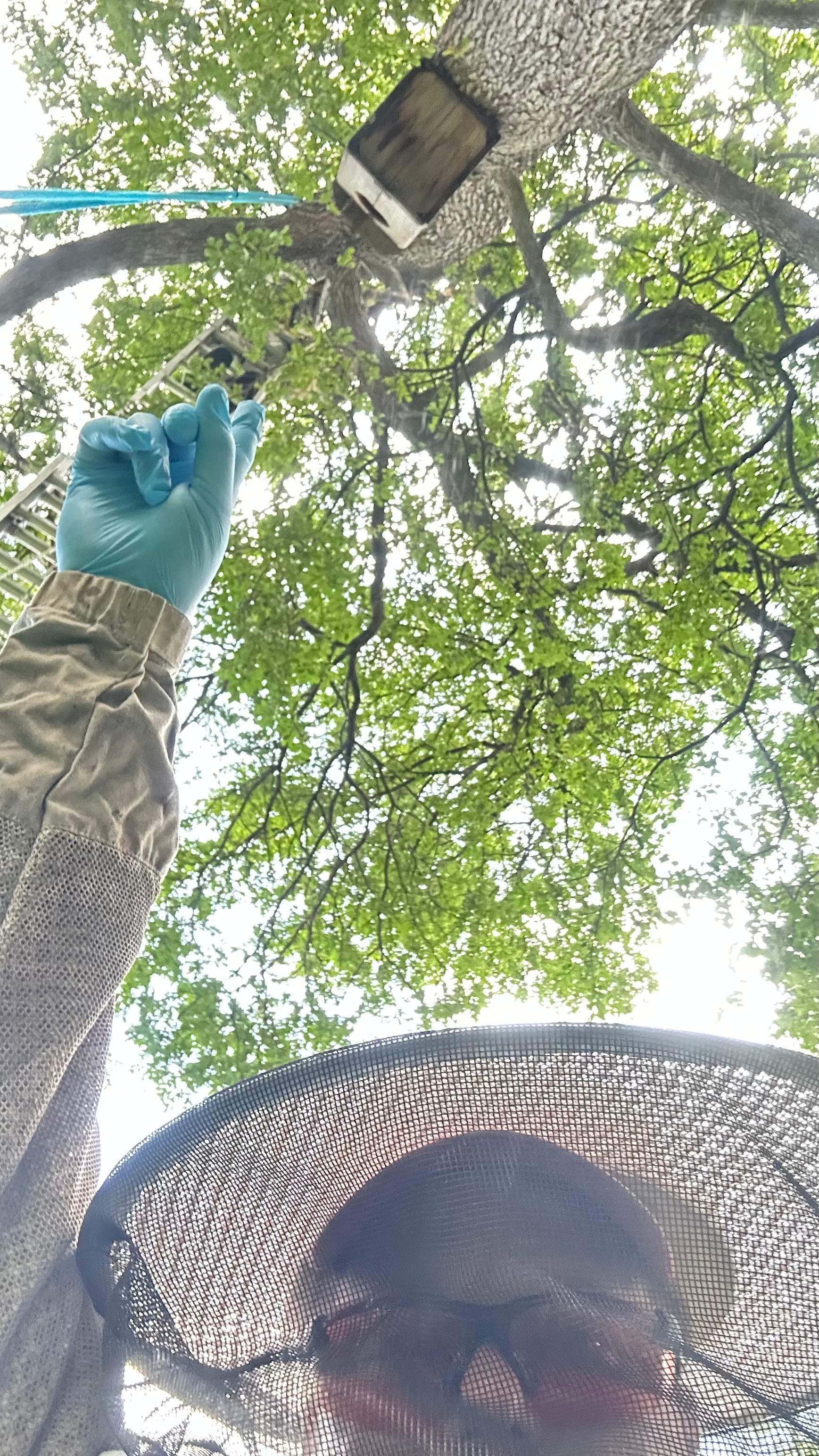 Tollway Tree by Rockwall Honey Bee Company