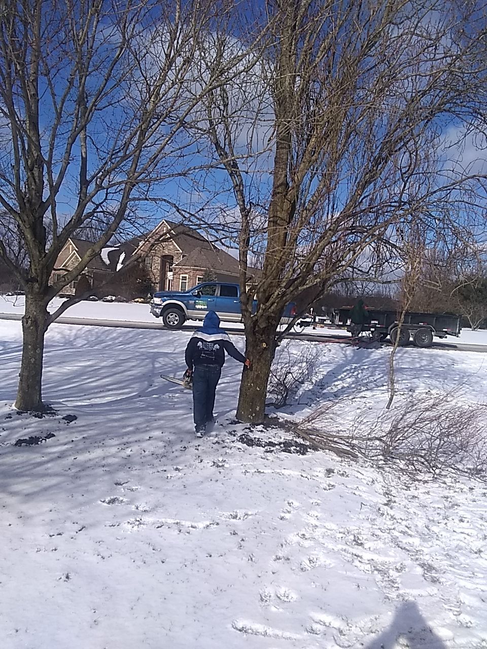 Tree Trimming using Tree Pruing by Mike Jones & Sons Tree Service LLC 