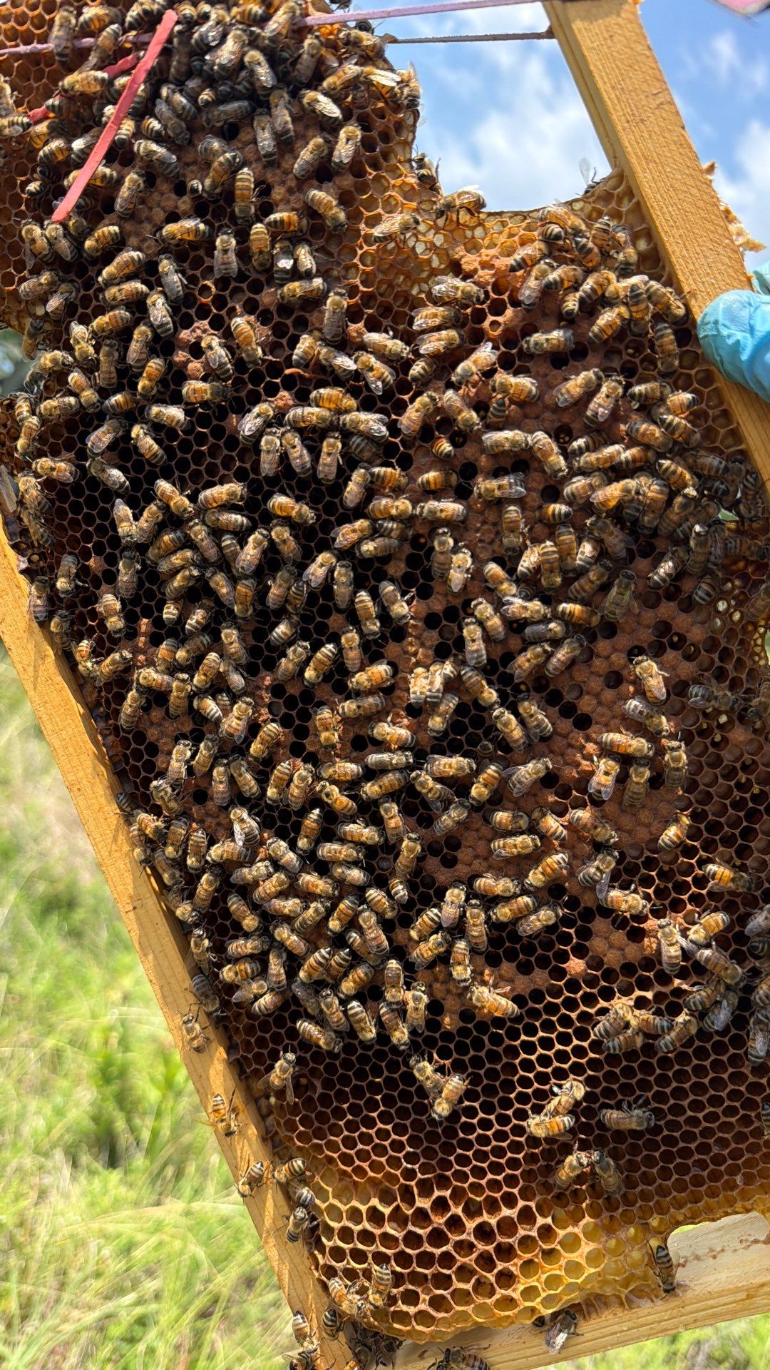 Baseball Diamond Apiary by Rockwall Honey Bee Company