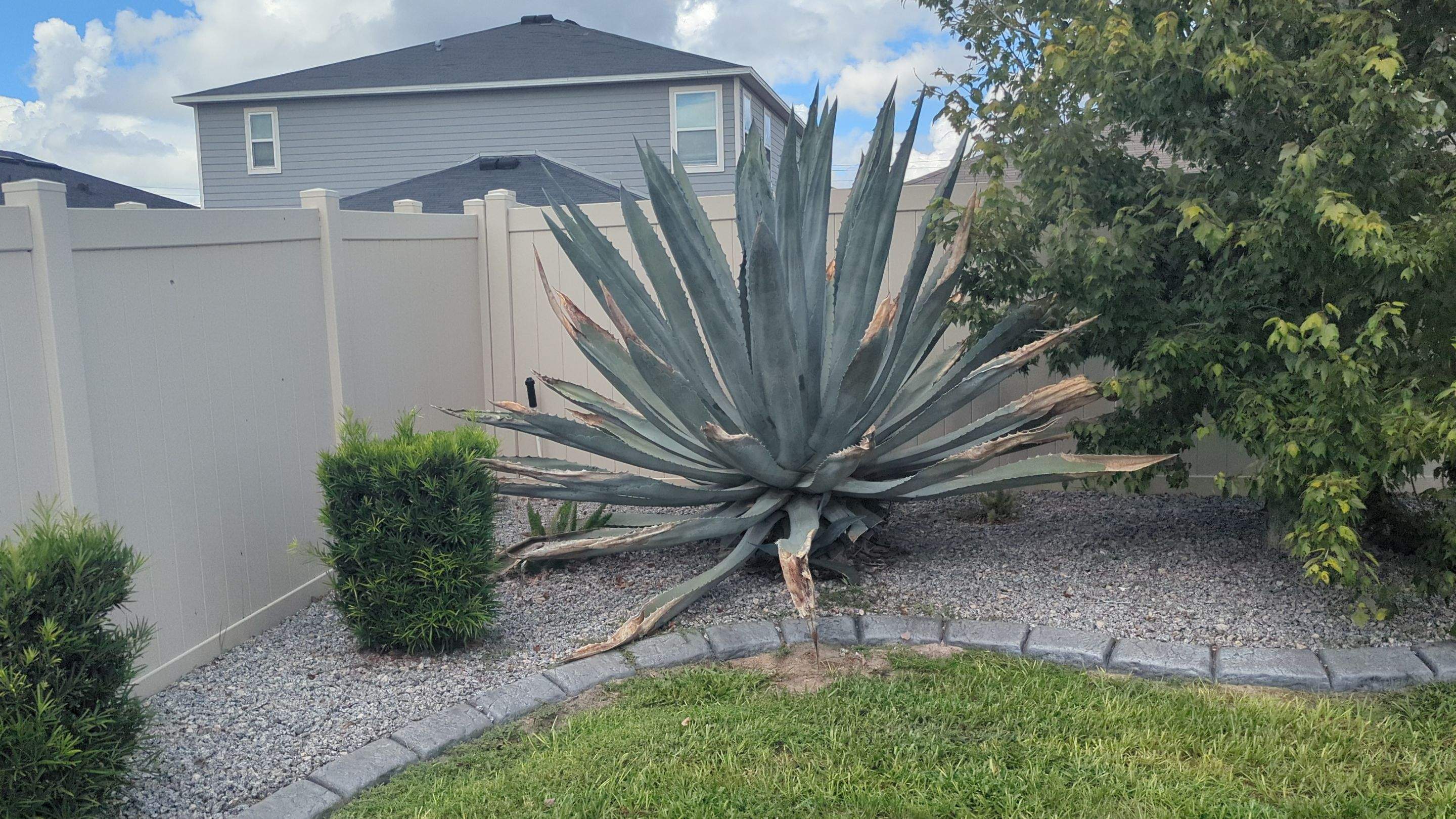  Agave Plants Trimming by 
M.A.B. Landscaping & Property Maintenance
