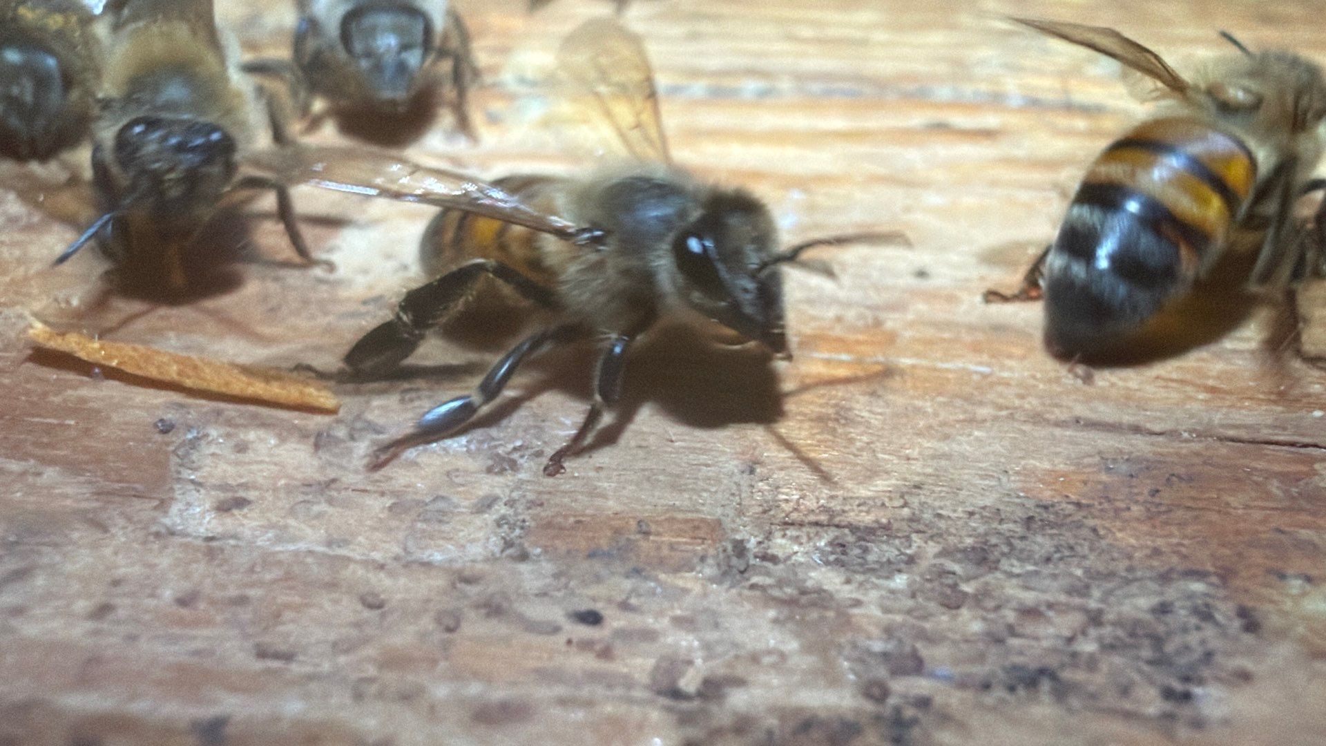 Kitchen ceiling bees by Rockwall Honey Bee Company