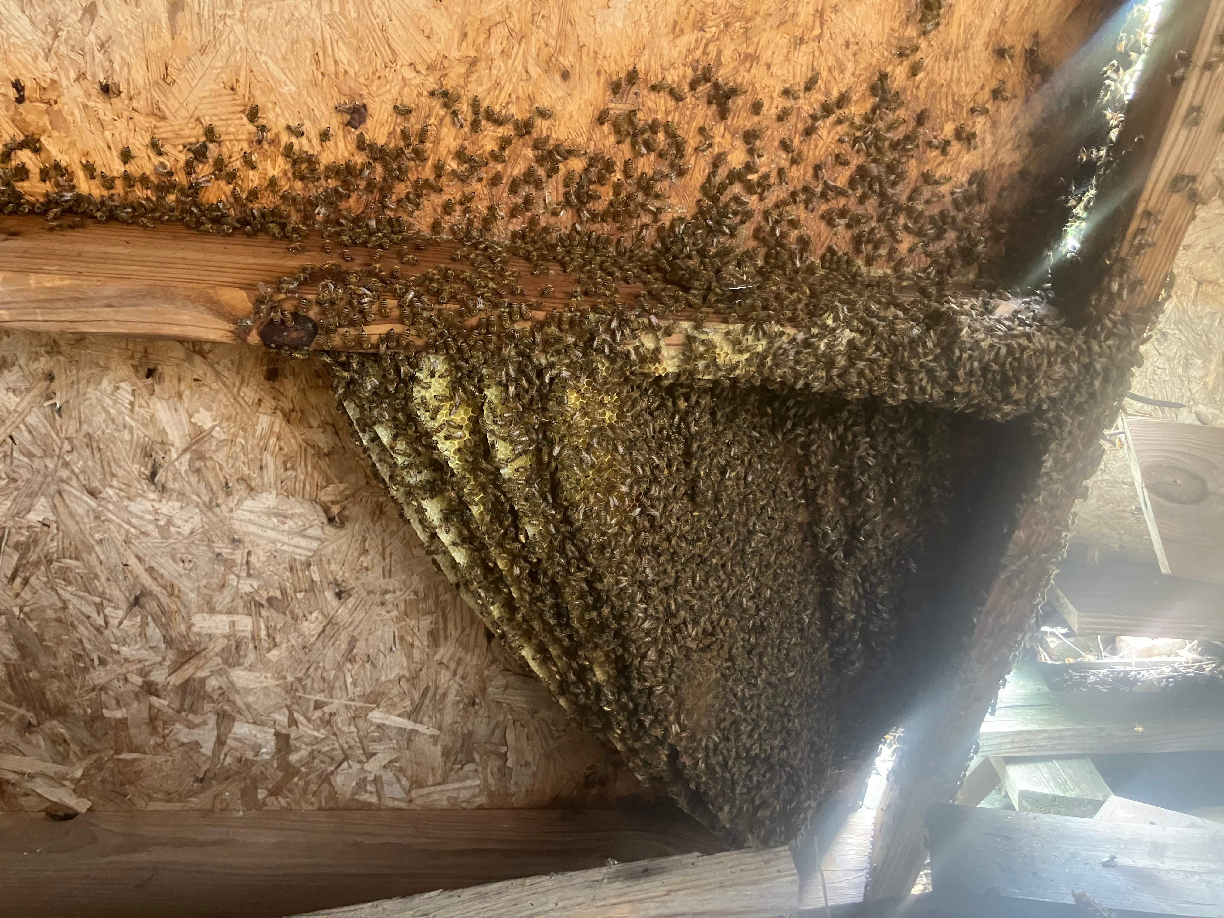 Open Air Garage Beesli by Rockwall Honey Bee Company