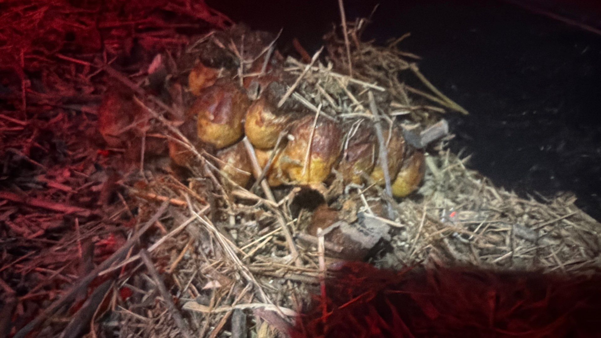 Bumble Bees in a Garage by Rockwall Honey Bee Company