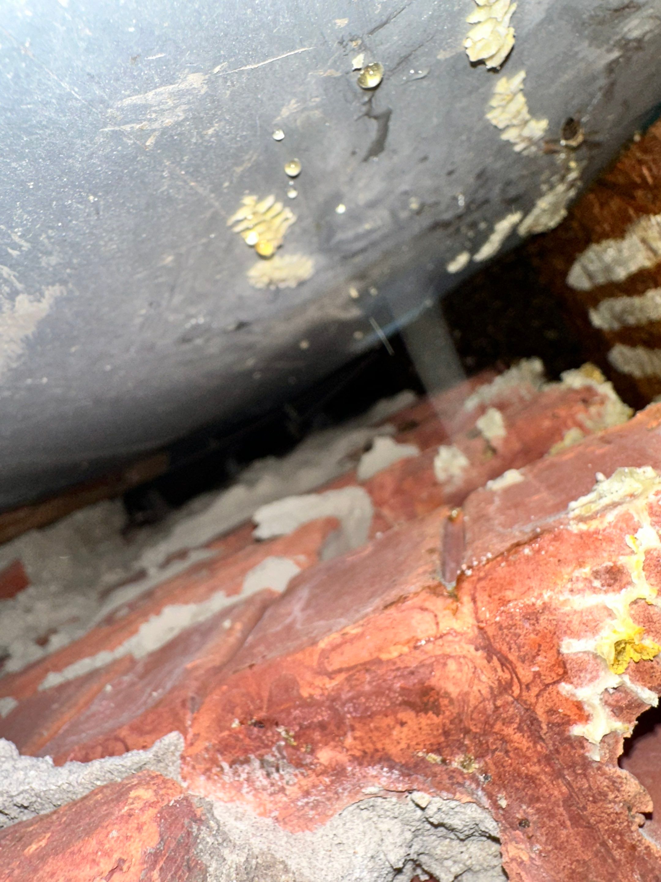 Bees Behind Bricks by Rockwall Honey Bee Company
