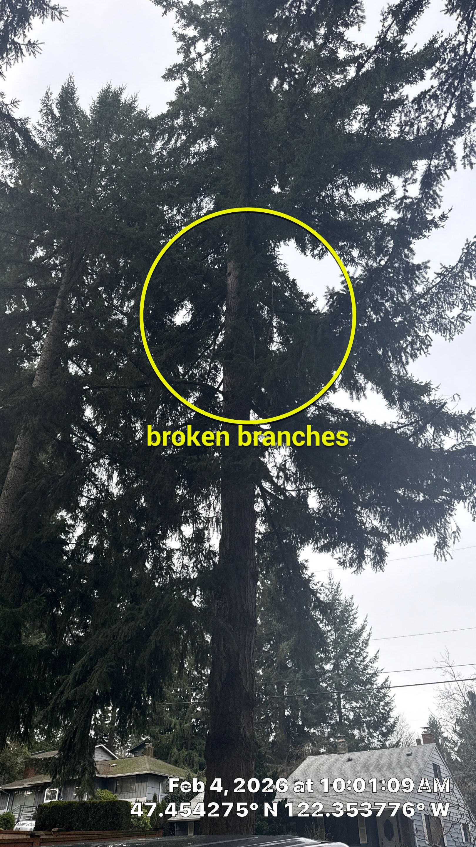 Hazard Pruning of Large Fir Trees in Burien, WA by Sound Tree Care LLC