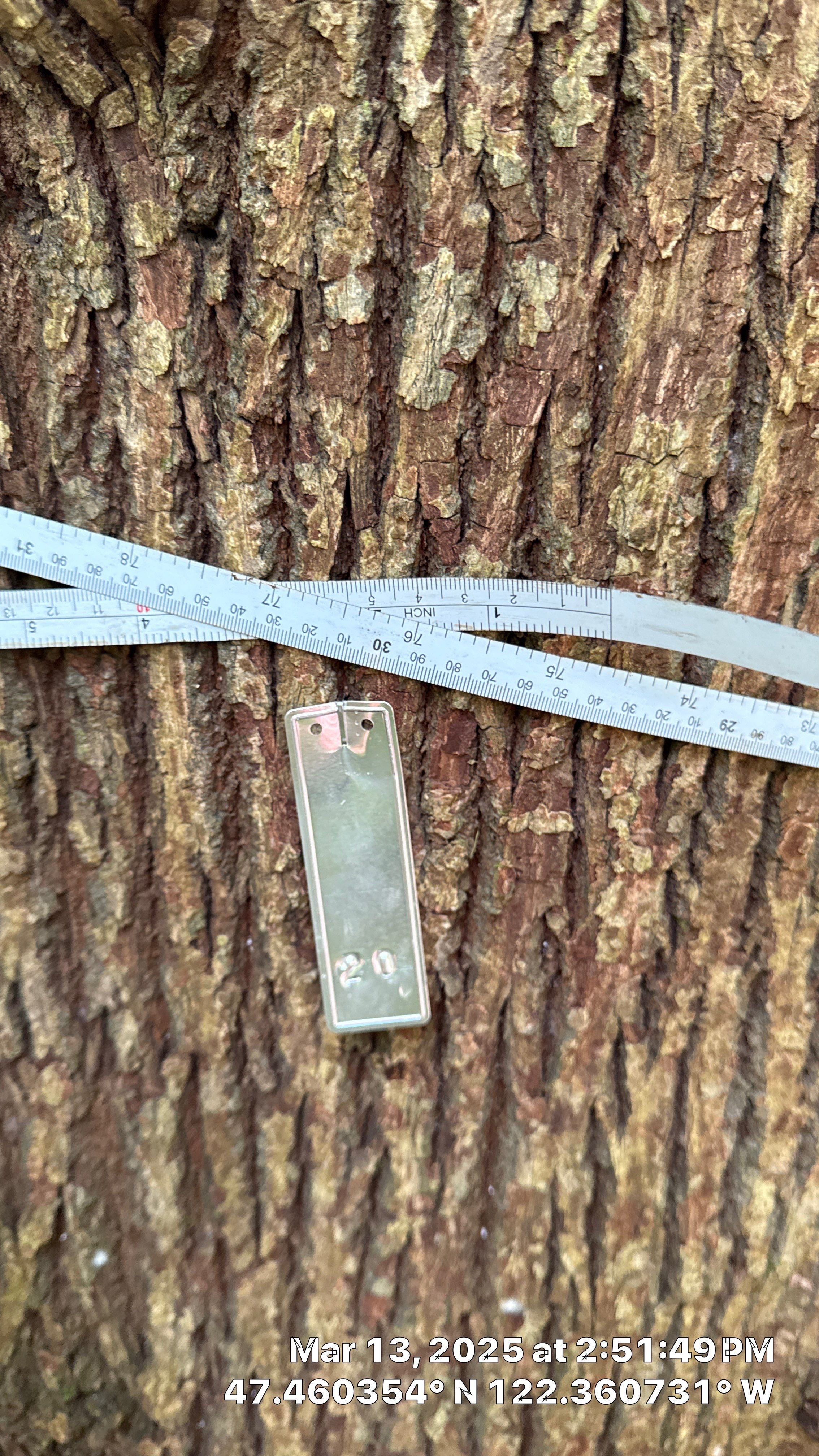 π Arborist Reporting & Tree Surveying β Code Compliance Project by Sound Tree Care LLC