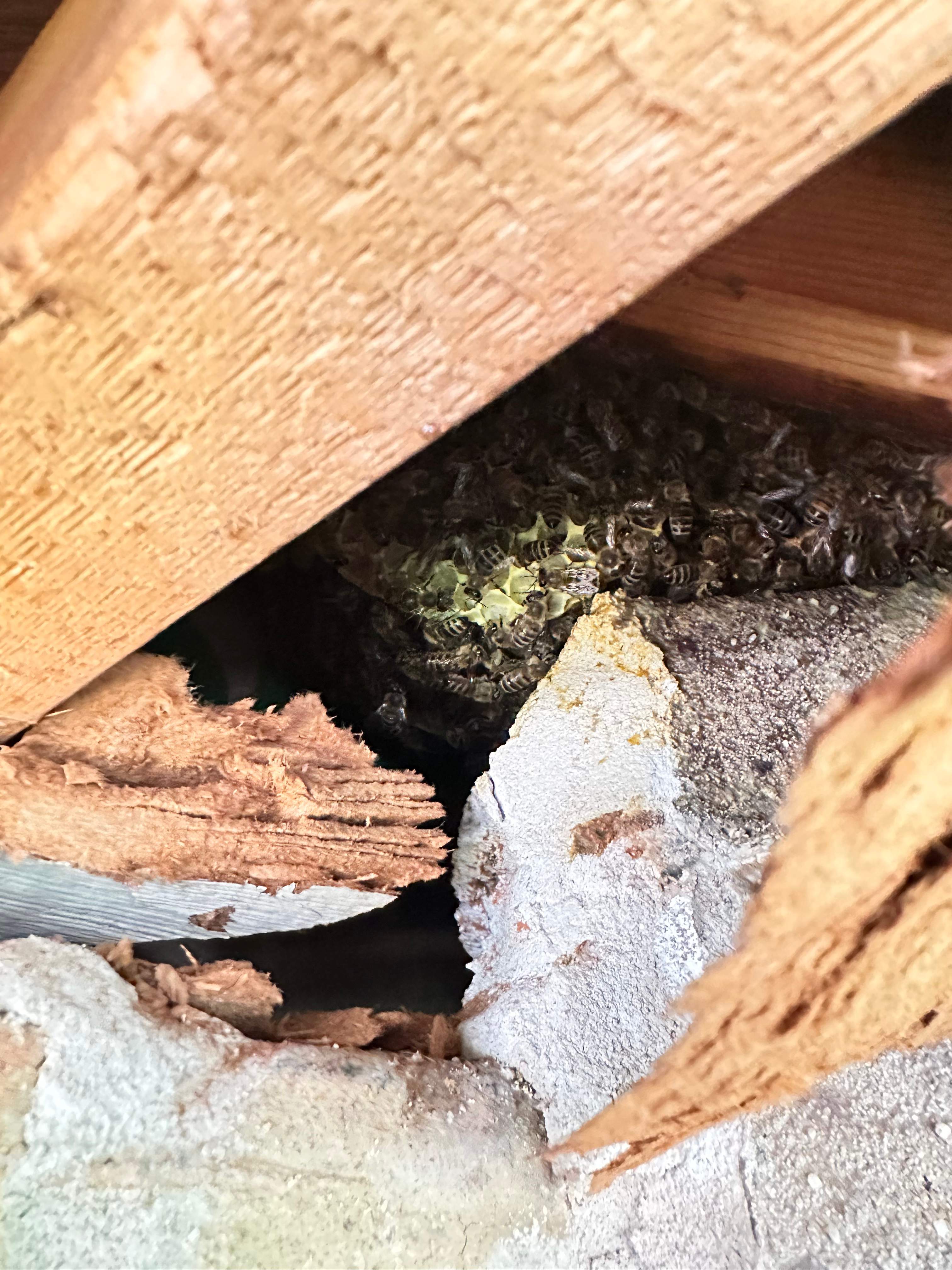 High Bees by Rockwall Honey Bee Company