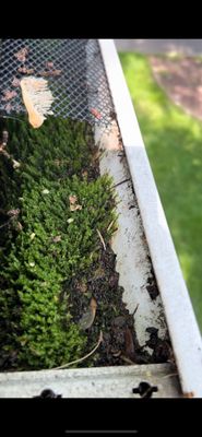 Why Mazon Gutters Clog and Ice Up