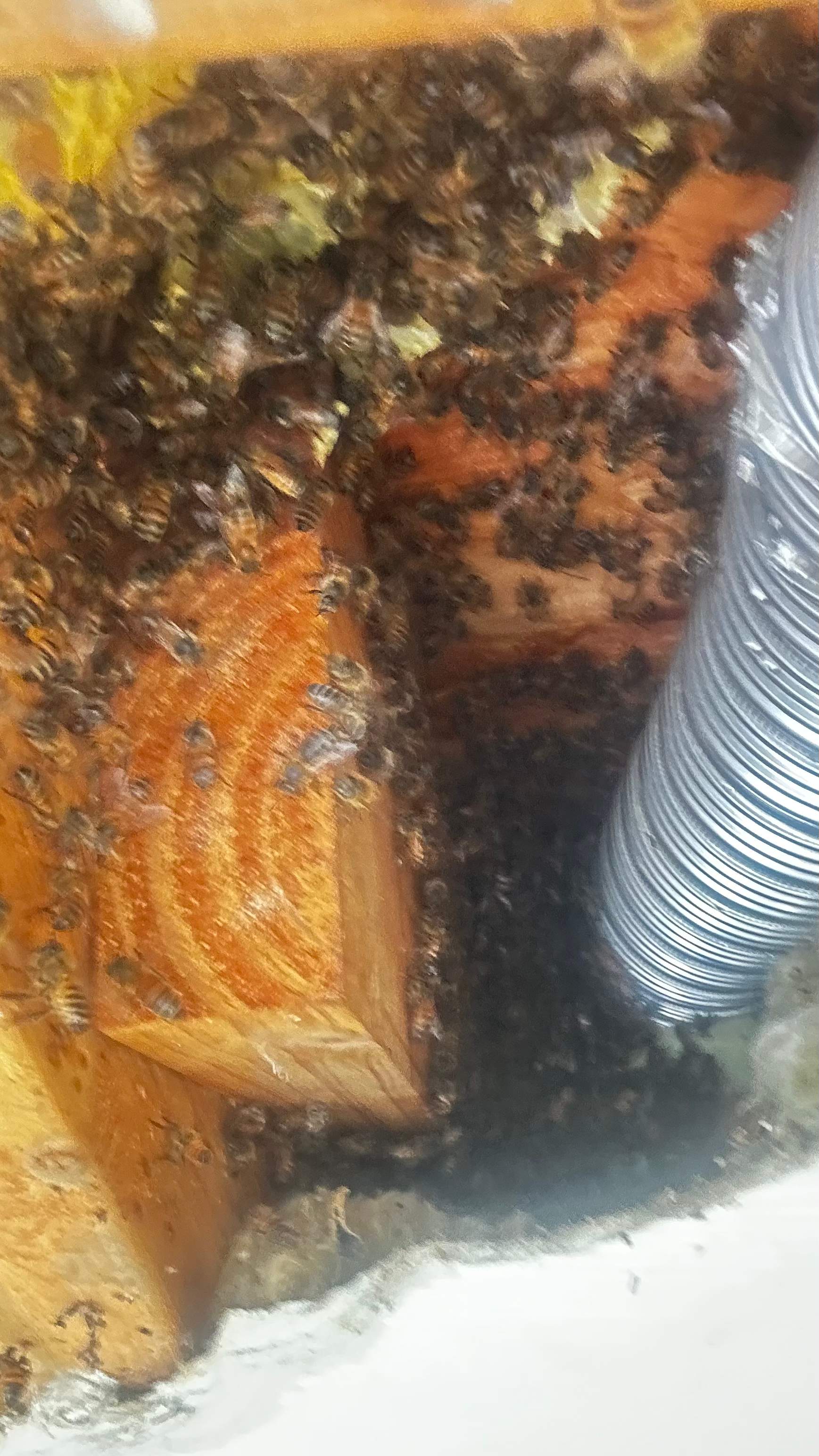 Beloved by Rockwall Honey Bee Company