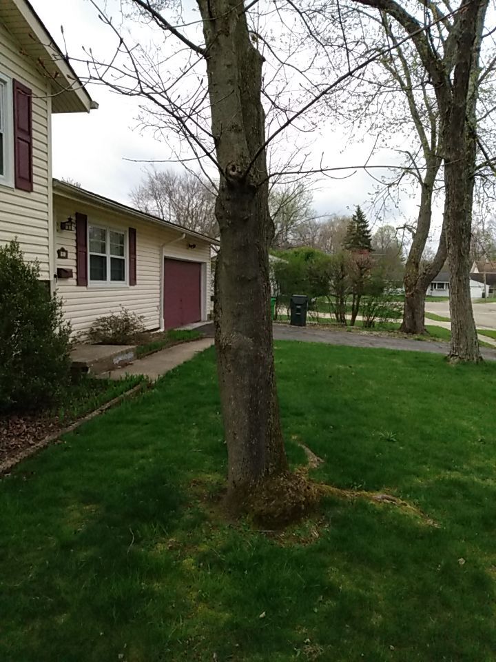 Tree Removal using Tree Removal by Mike Jones & Sons Tree Service LLC 