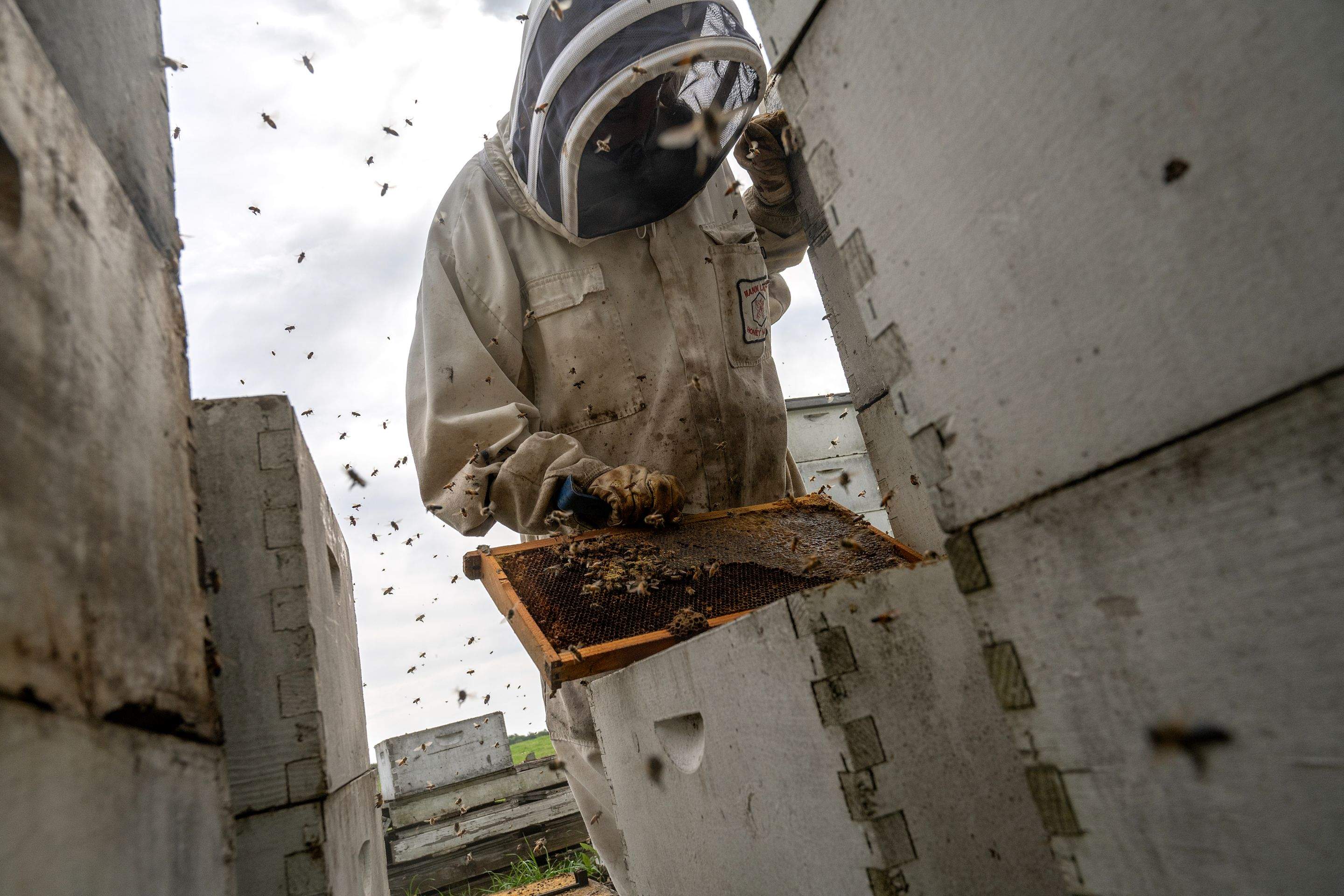 Splits in East Texas by Rockwall Honey Bee Company