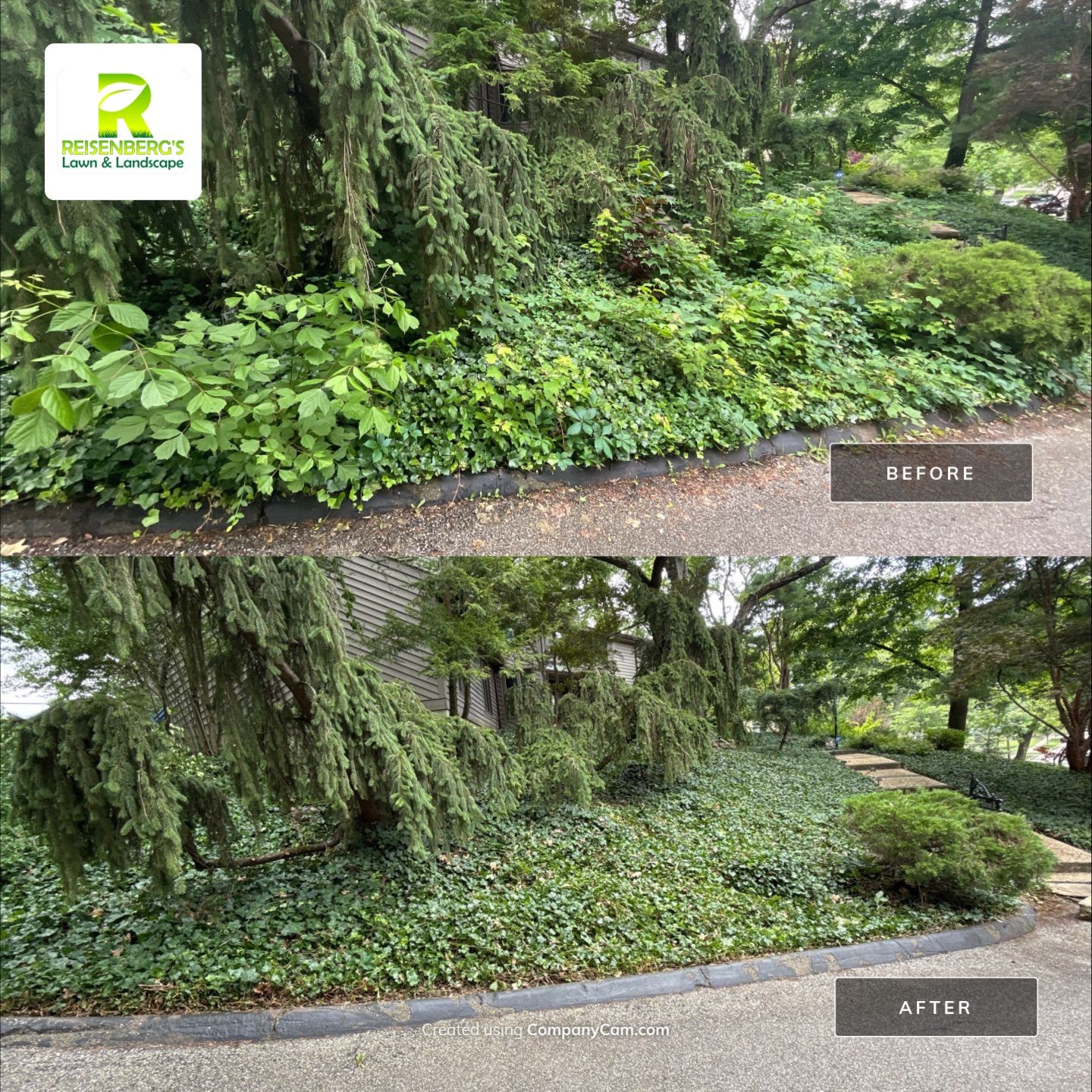 Landscape Cleanup, Removal and Treatment of Sapplings by Reisenberg’s Lawn & Landscape, LLC