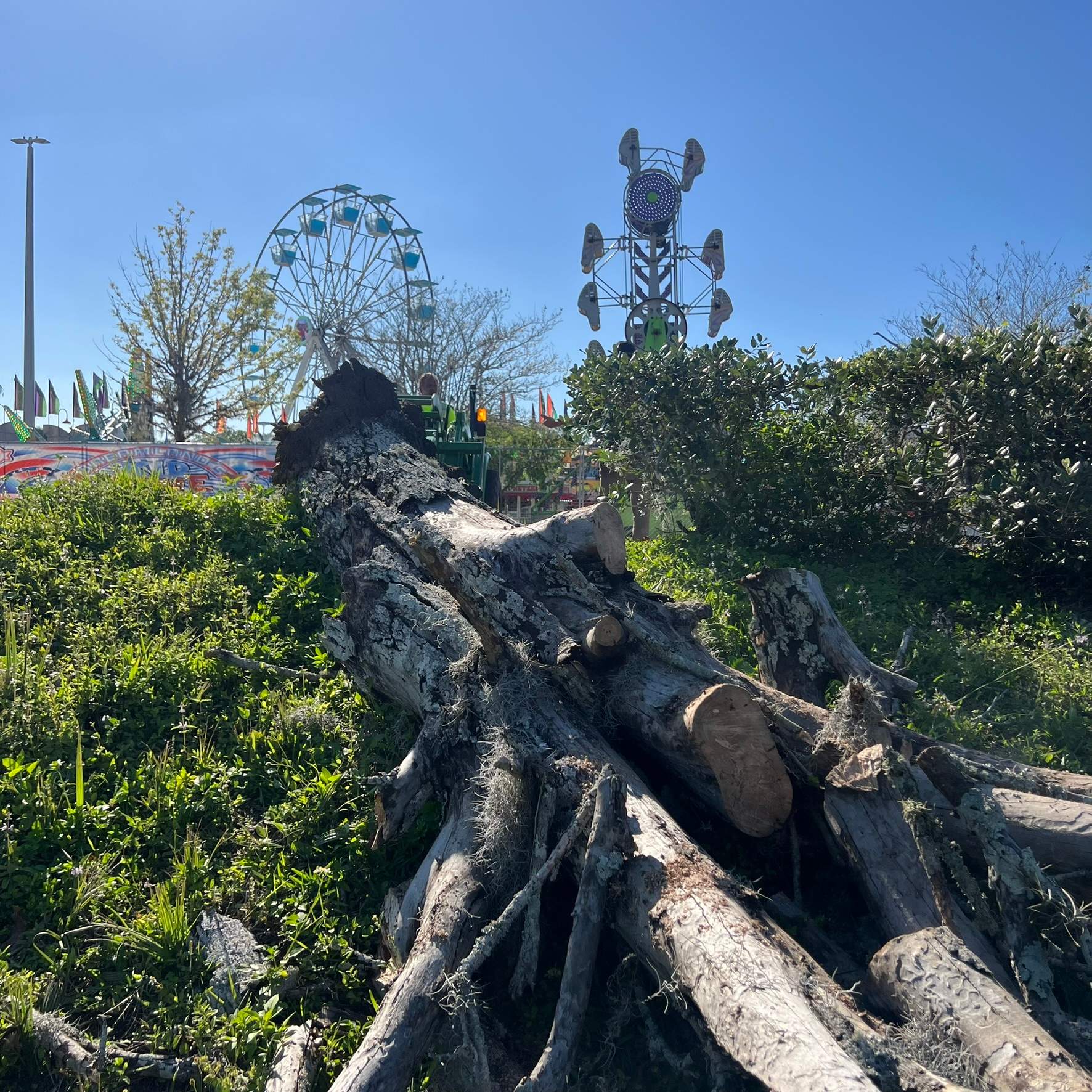 Tree Work | The Avenues Mall by ProGreen Services
