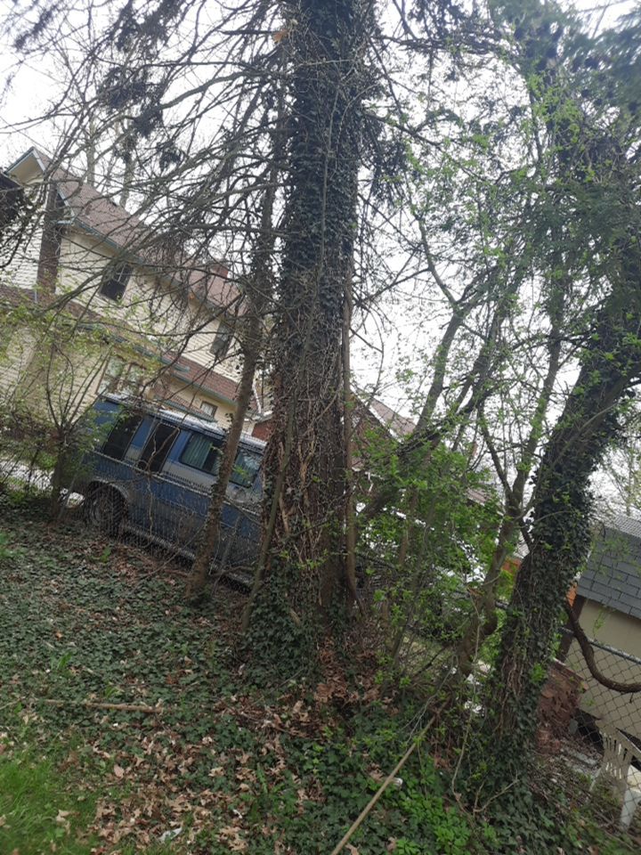 Tree Removal using Tree Removal by Mike Jones & Sons Tree Service LLC 