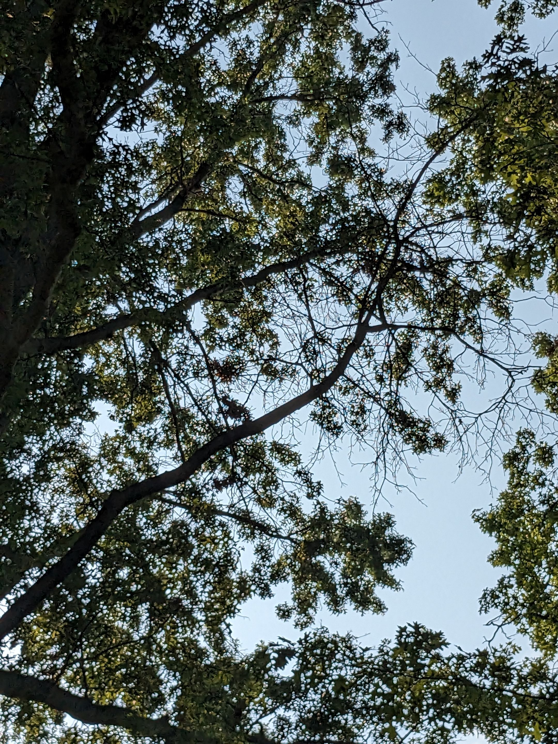 Tree Trimming using Tree Pruing by Mike Jones & Sons Tree Service LLC 
