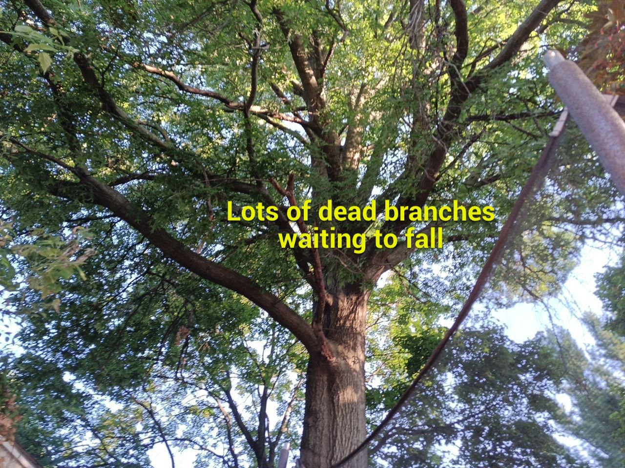 Tree Trimming using Tree Pruing by Mike Jones & Sons Tree Service LLC 