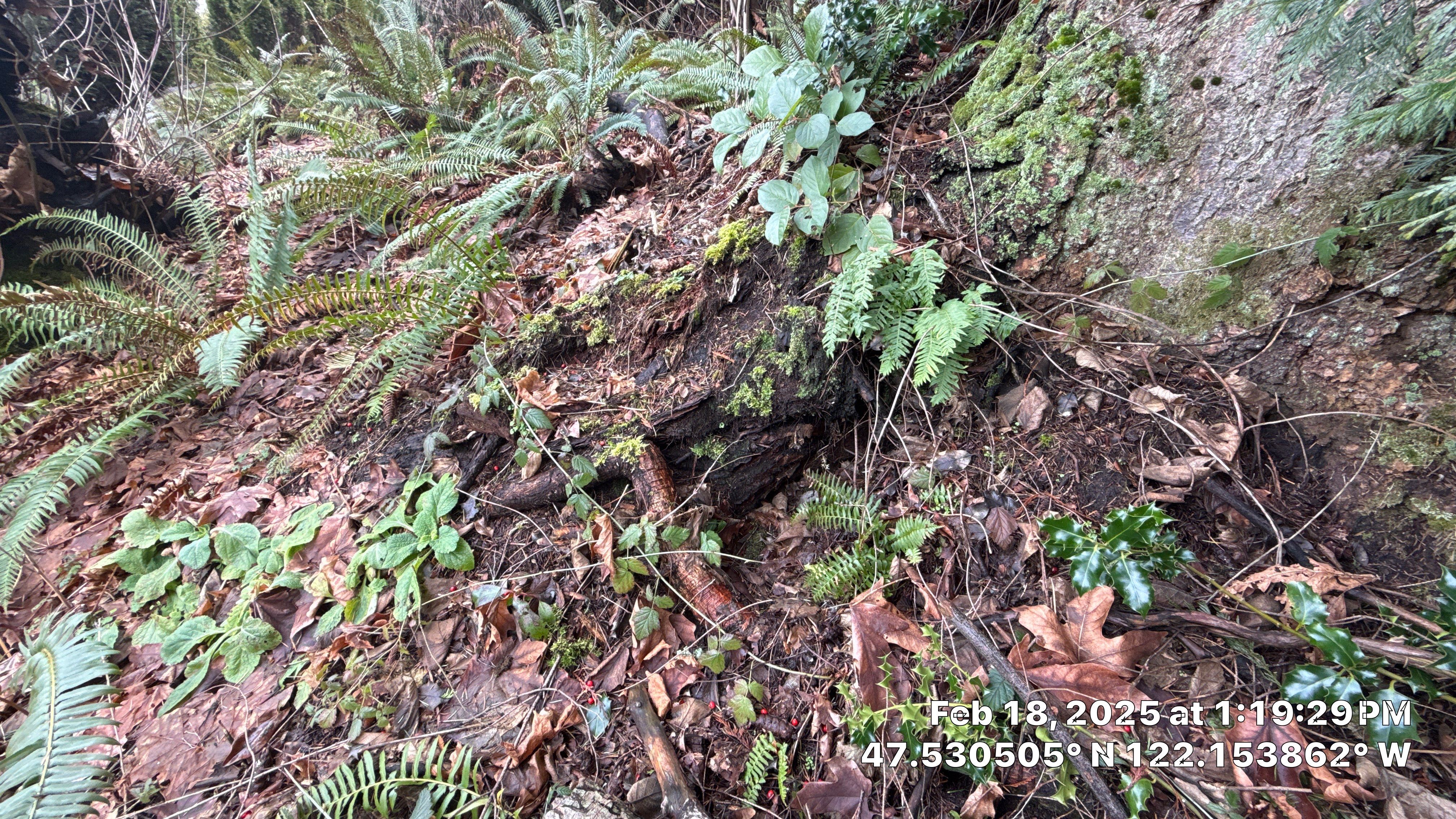 🌲 Newcastle HOA Arborist Report by Sound Tree Care LLC