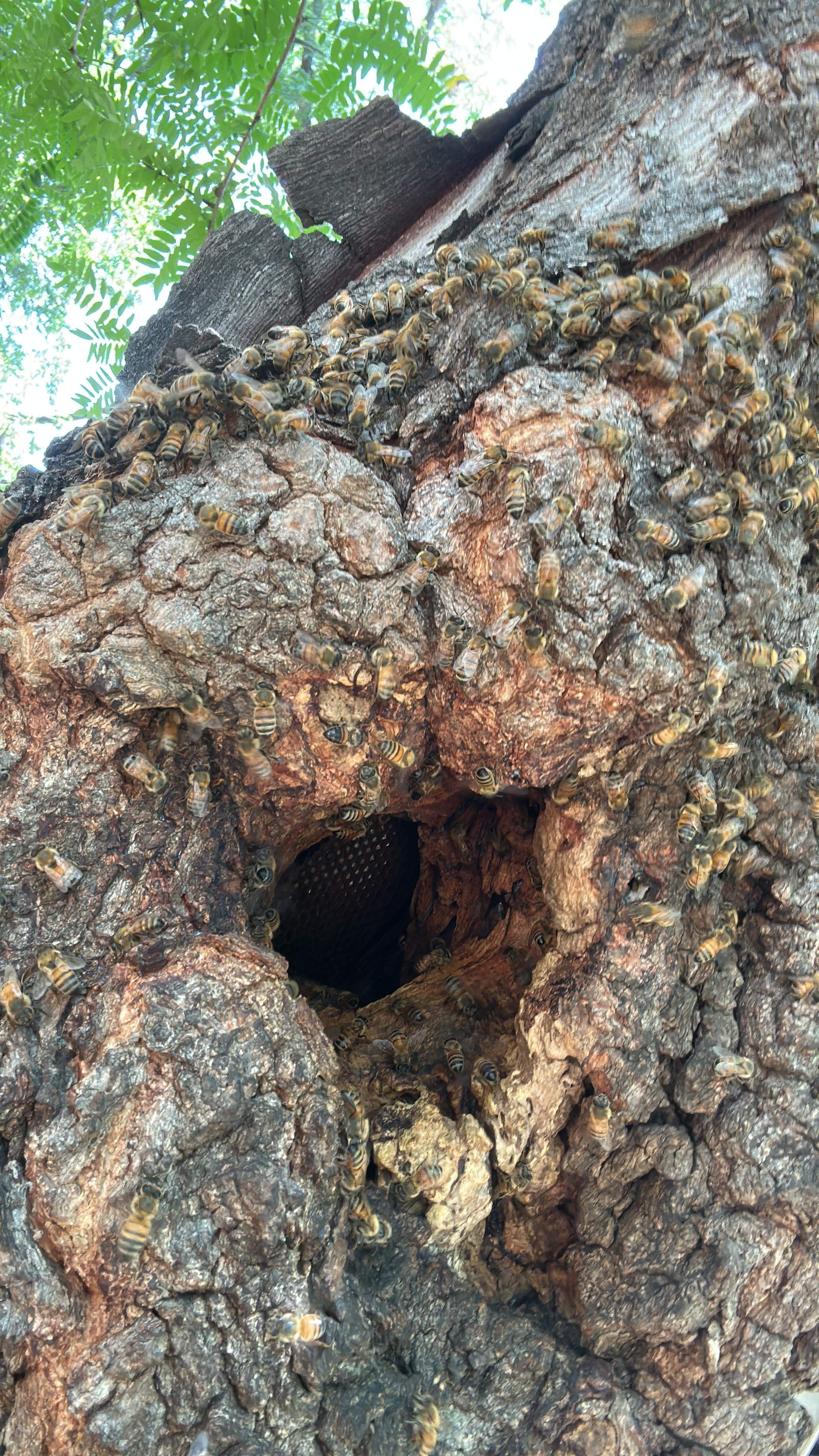 Two More Trees, One More Yard by Rockwall Honey Bee Company