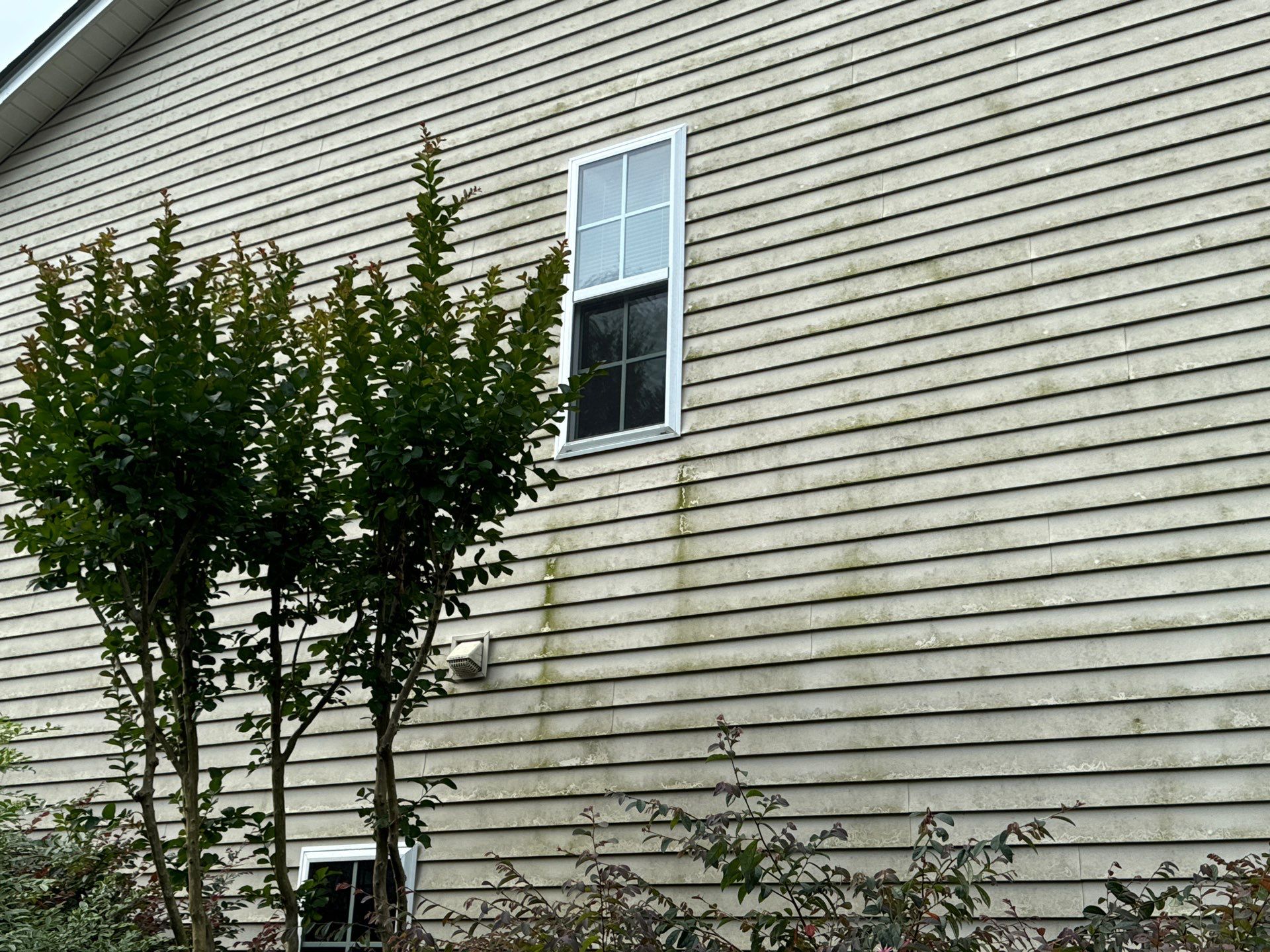 pressure washing algae and dirt off house siding