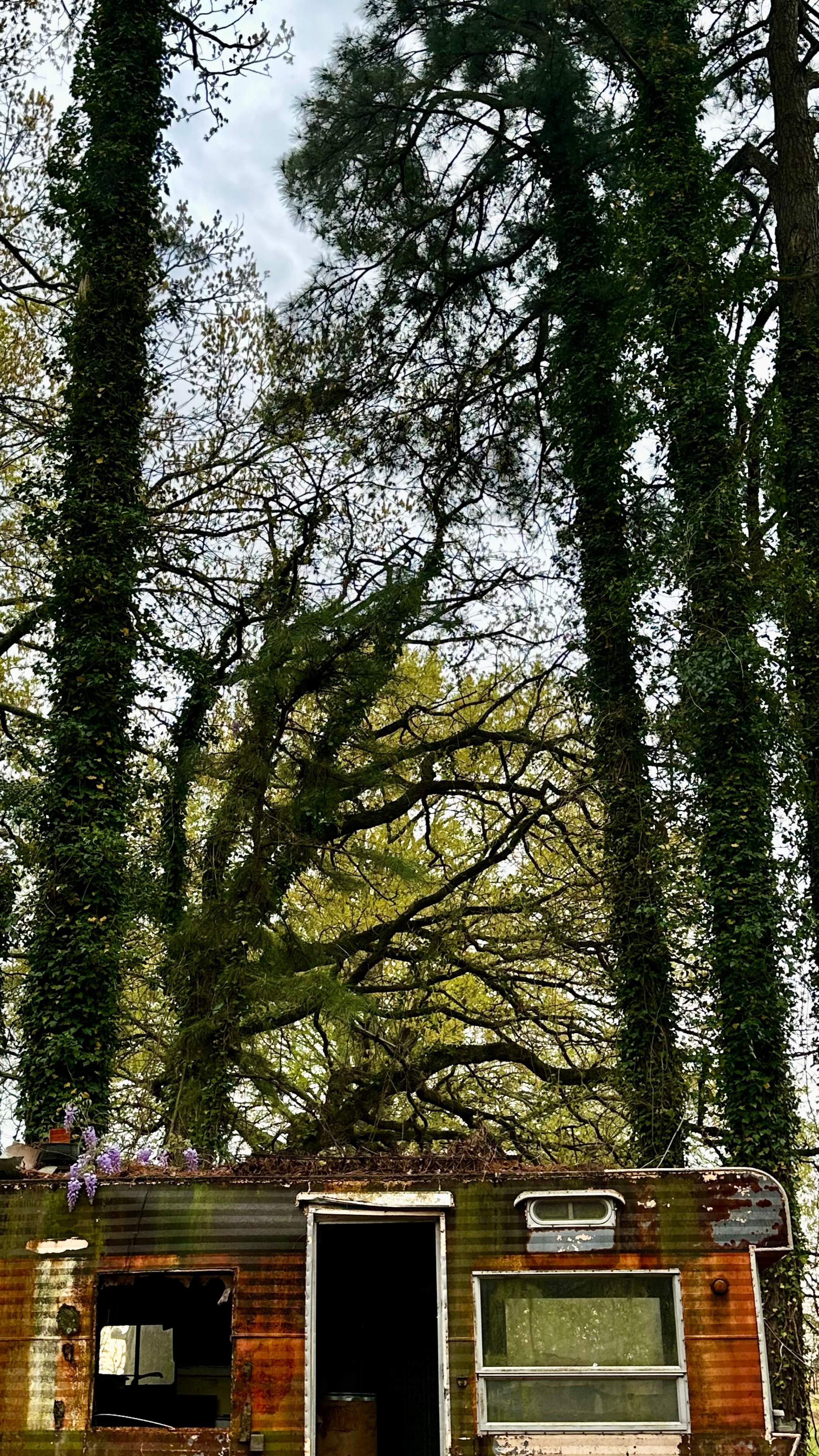 BeeGirl ETX HQ by Rockwall Honey Bee Company