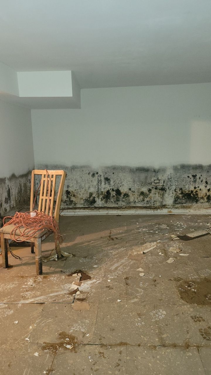 Grossly Contaminated Basement Mold by Chicagoland Water Medics