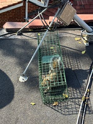 Squirrel trapping on a roof