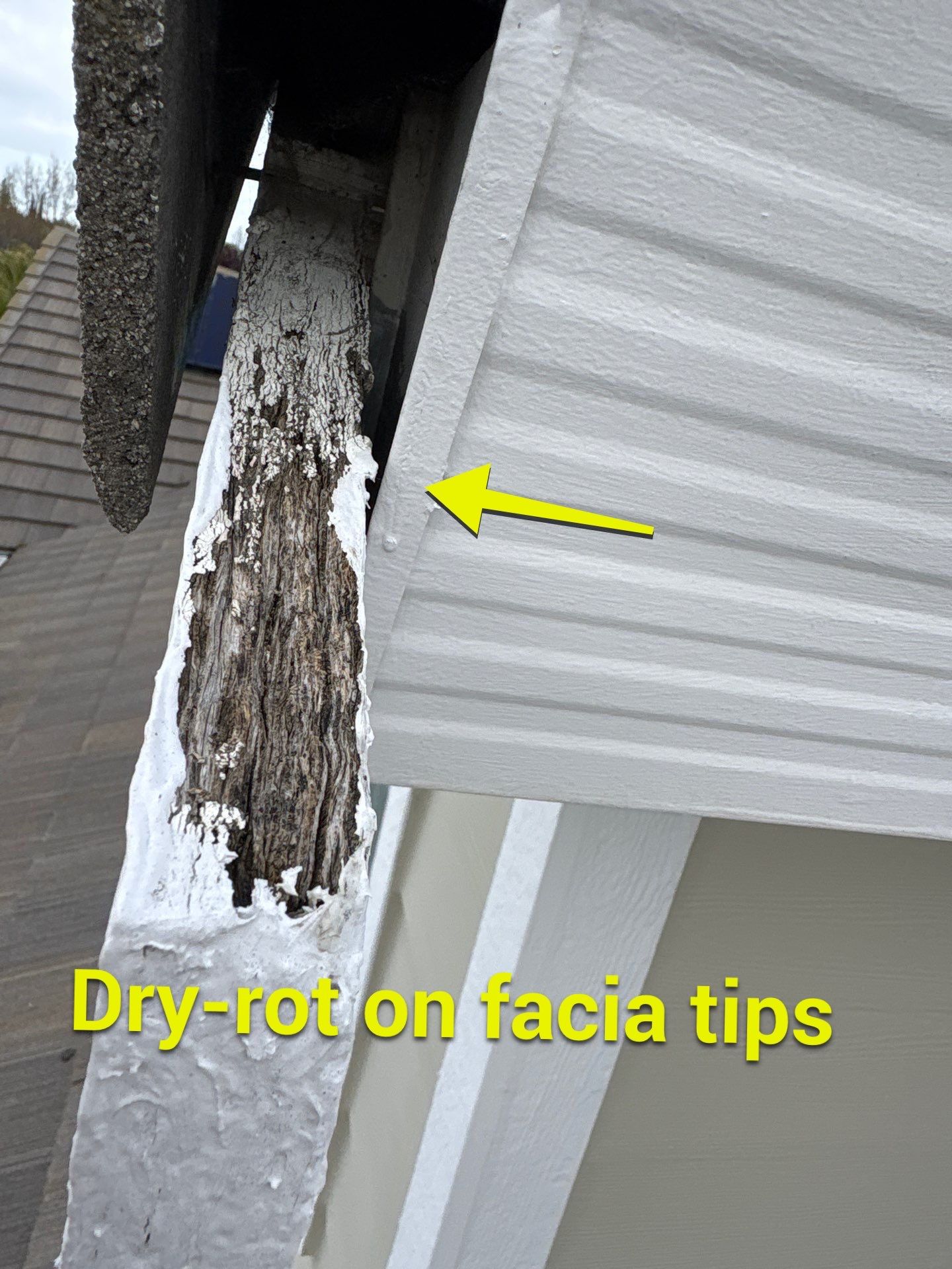 Top Elevation Roof Cleaning and Repair featured photo.