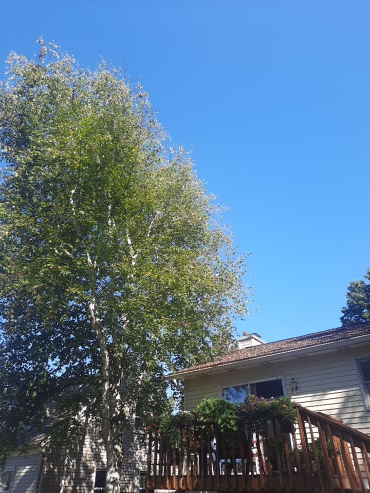 Tree Removal using Tree Removal by Mike Jones & Sons Tree Service LLC 