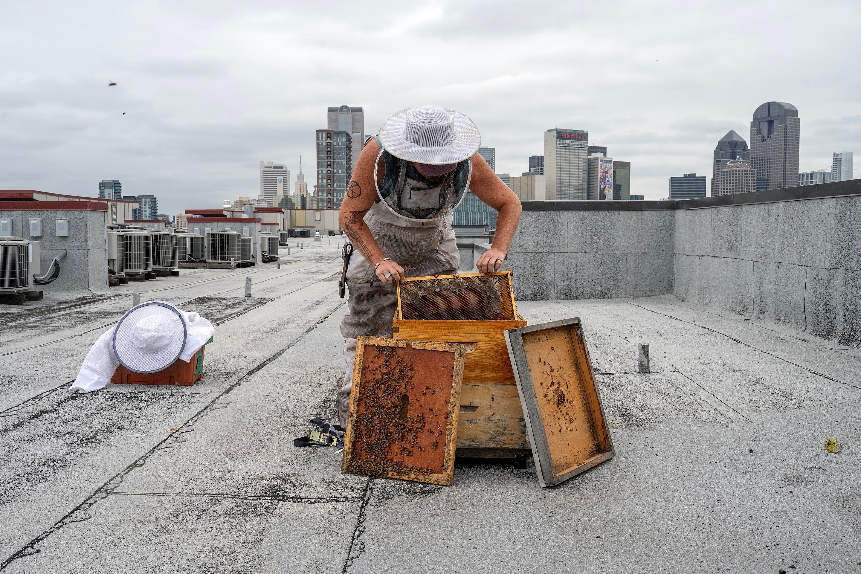 Urban Beekeeping in Dallas by Rockwall Honey Bee Company