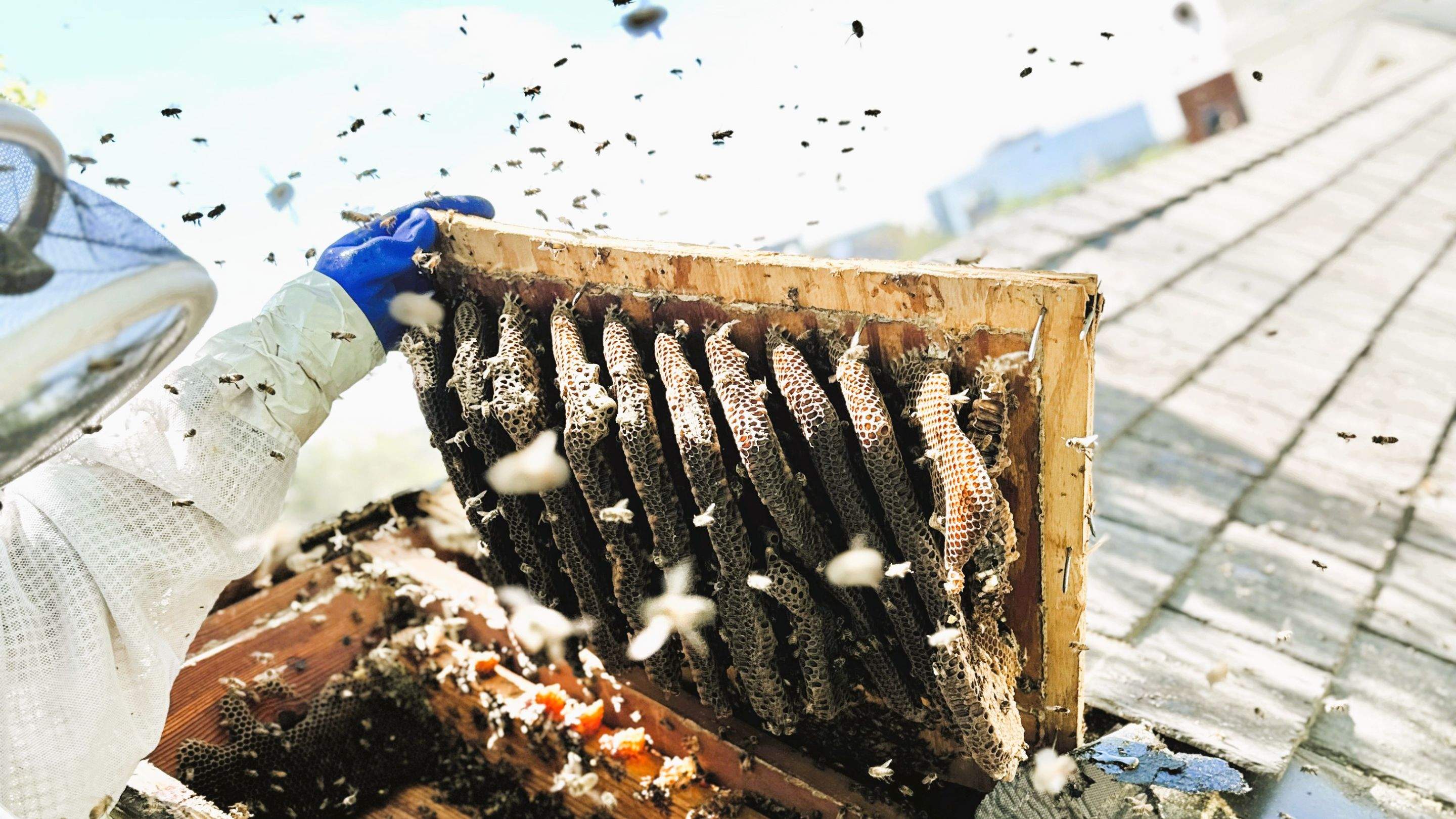 Commercial Roof by Rockwall Honey Bee Company