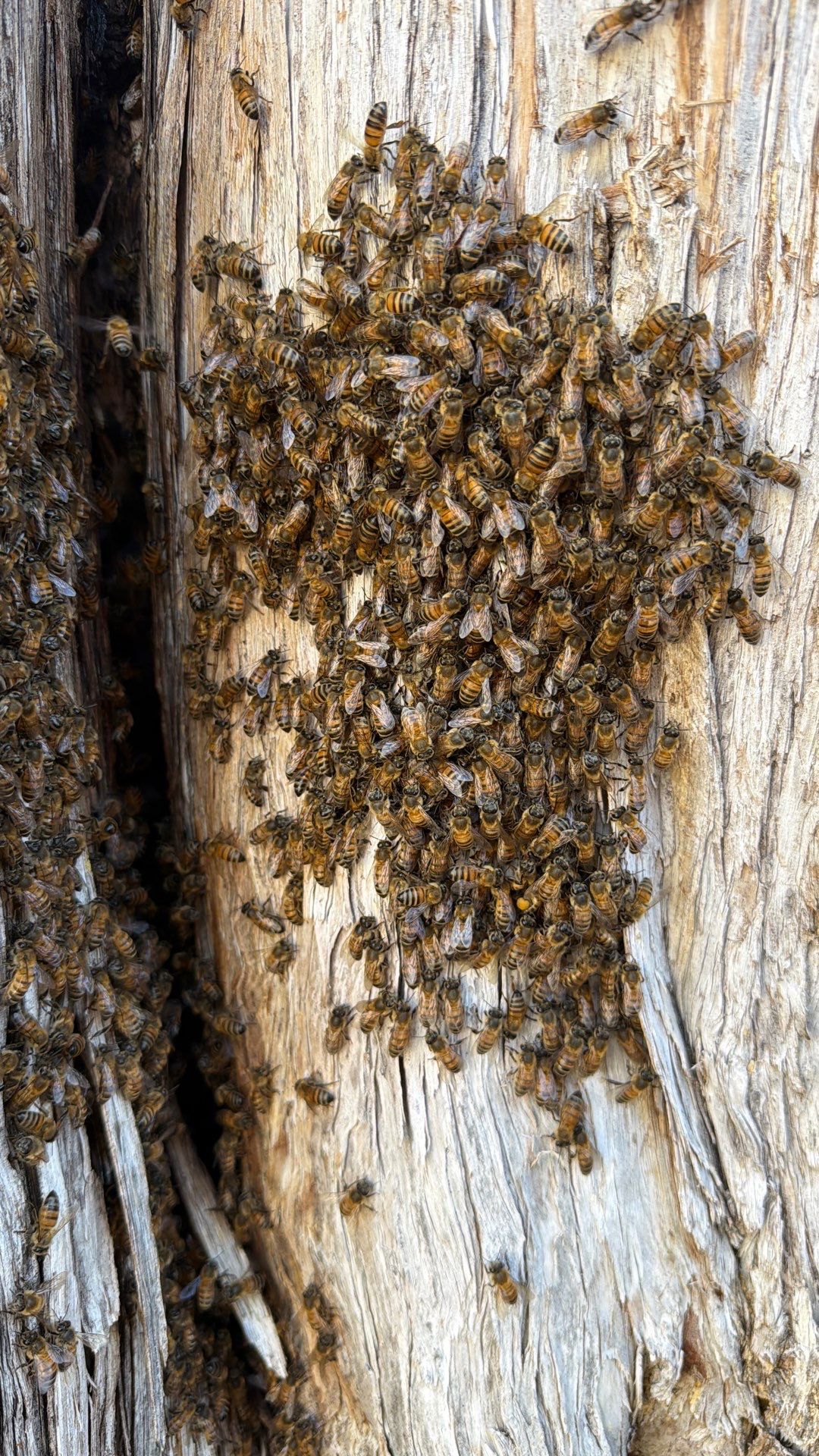 Cavern-Crack Tree Bees by Rockwall Honey Bee Company