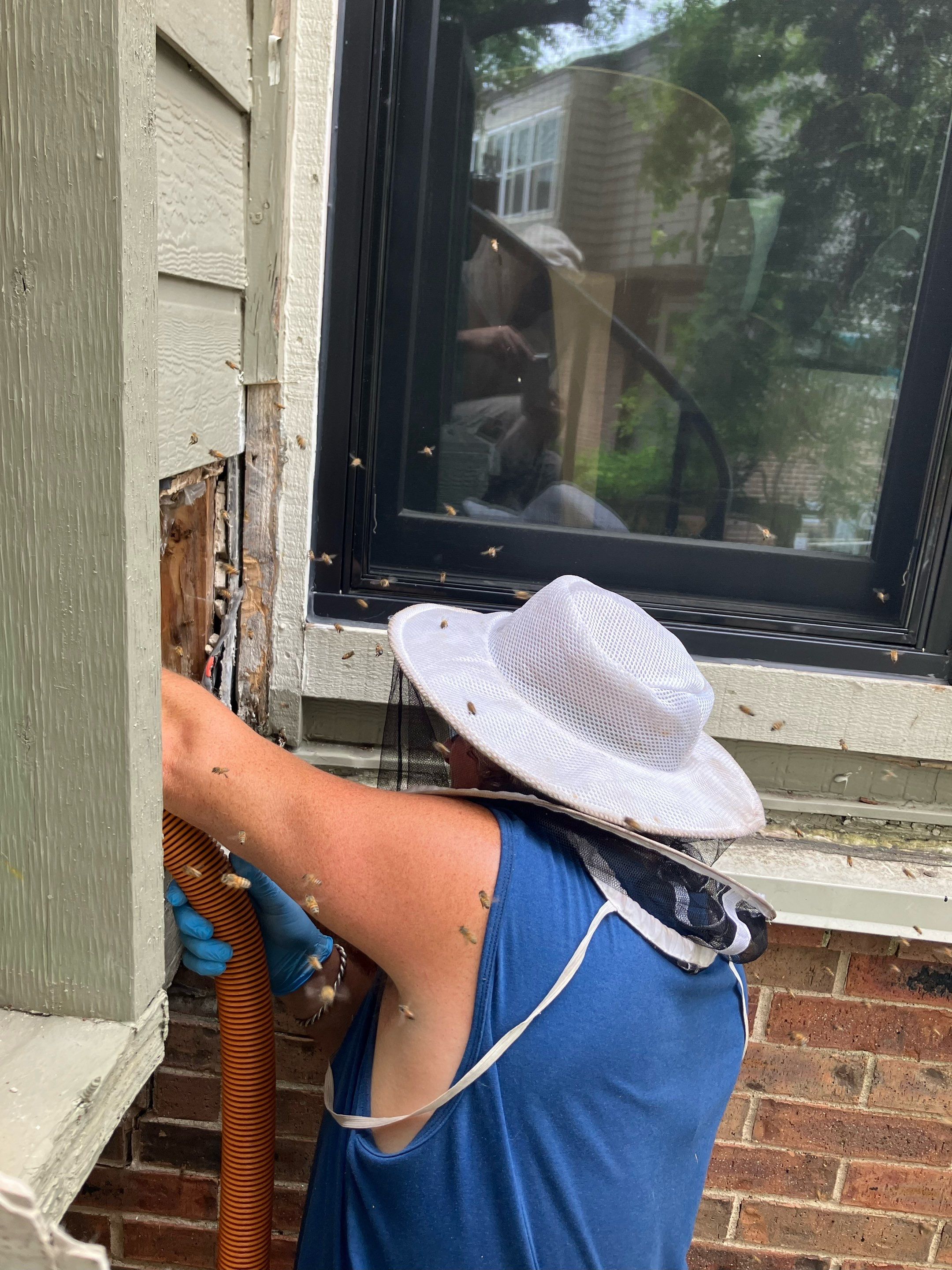 Project in Dallas, TX by Rockwall Honey Bee Company