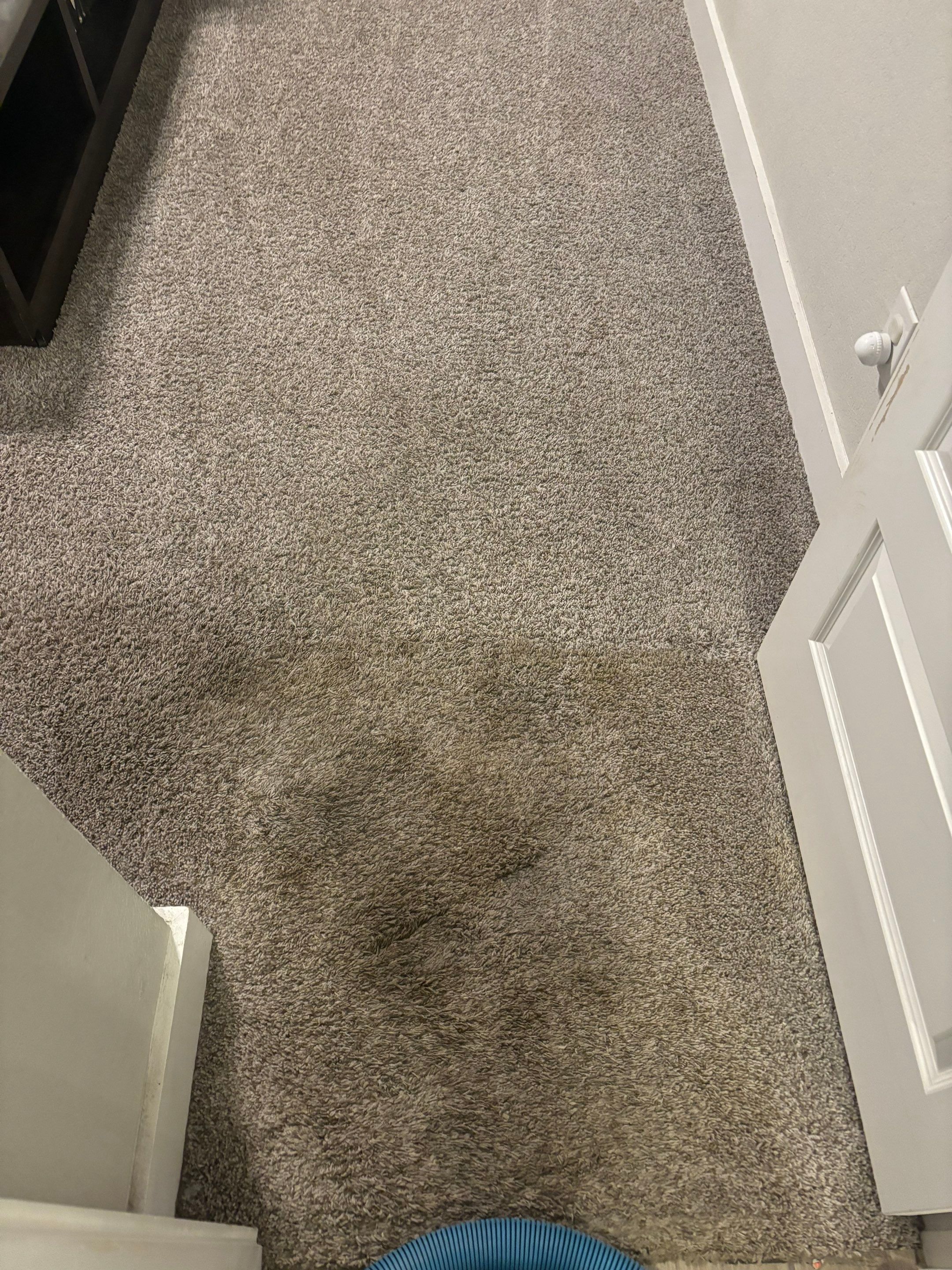 the service being done is carpet cleaning focusing on removing stains and freshening up the carpet fibers