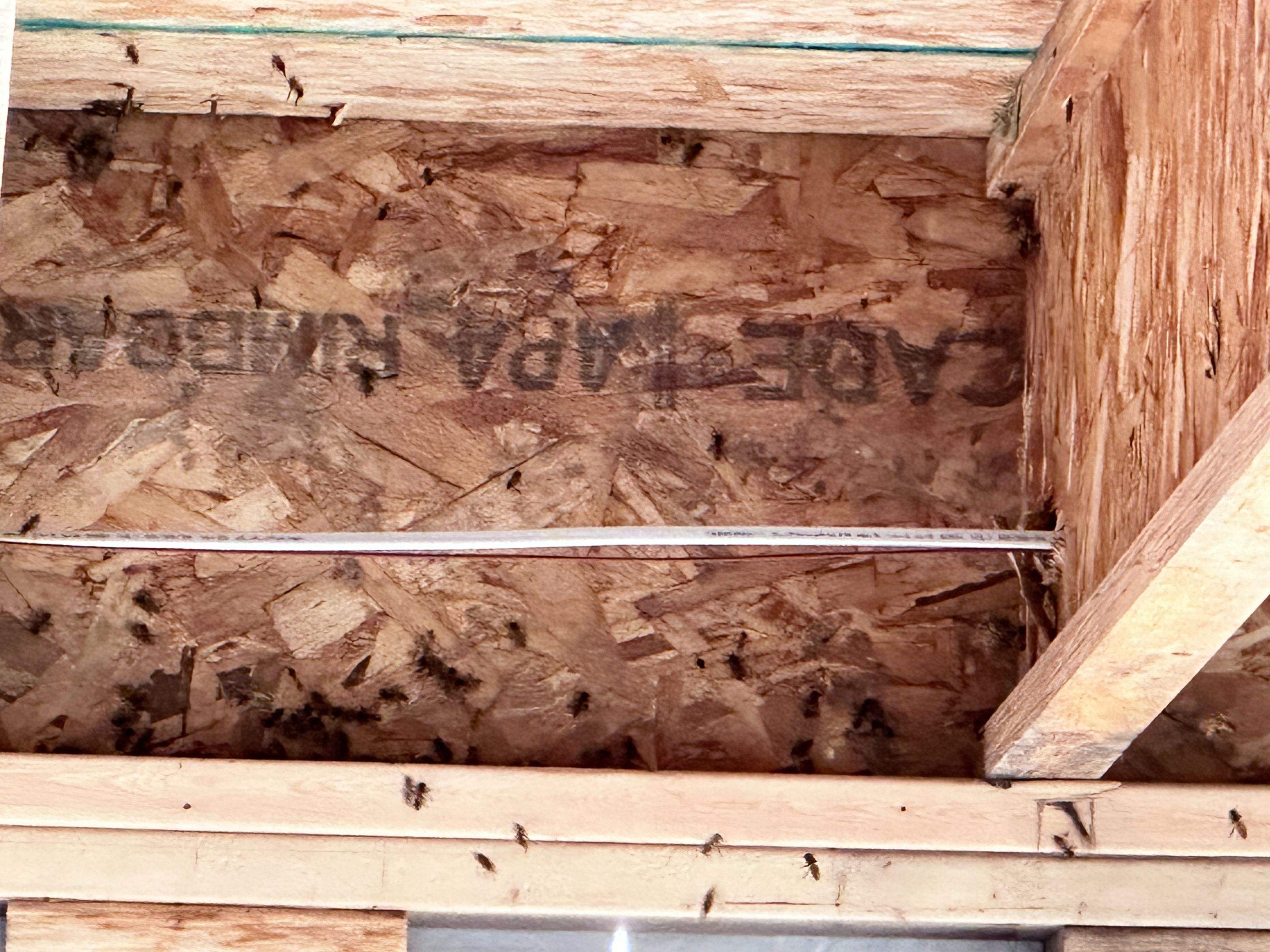 New Construction by Rockwall Honey Bee Company