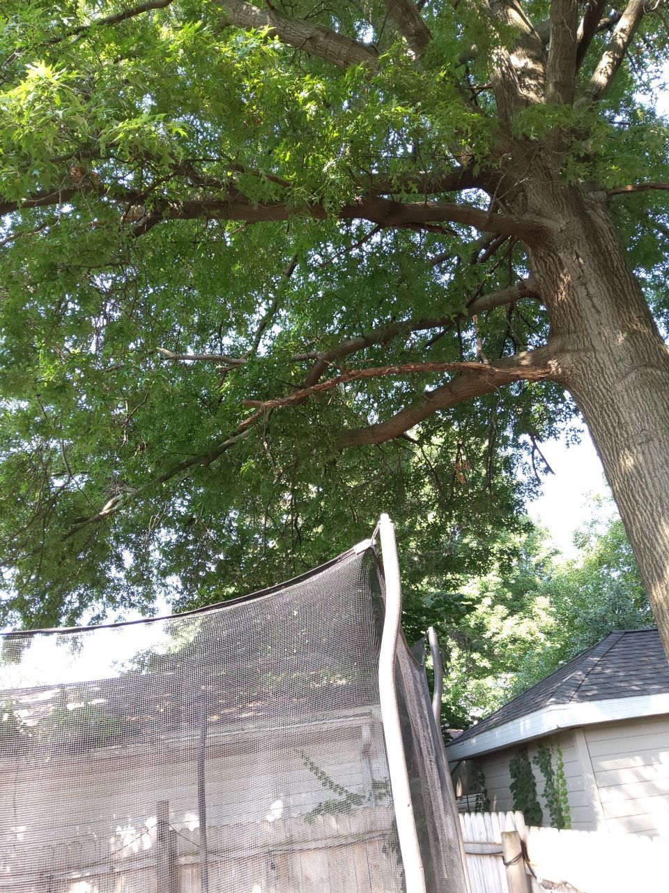 Tree Trimming using Tree Pruing by Mike Jones & Sons Tree Service LLC 