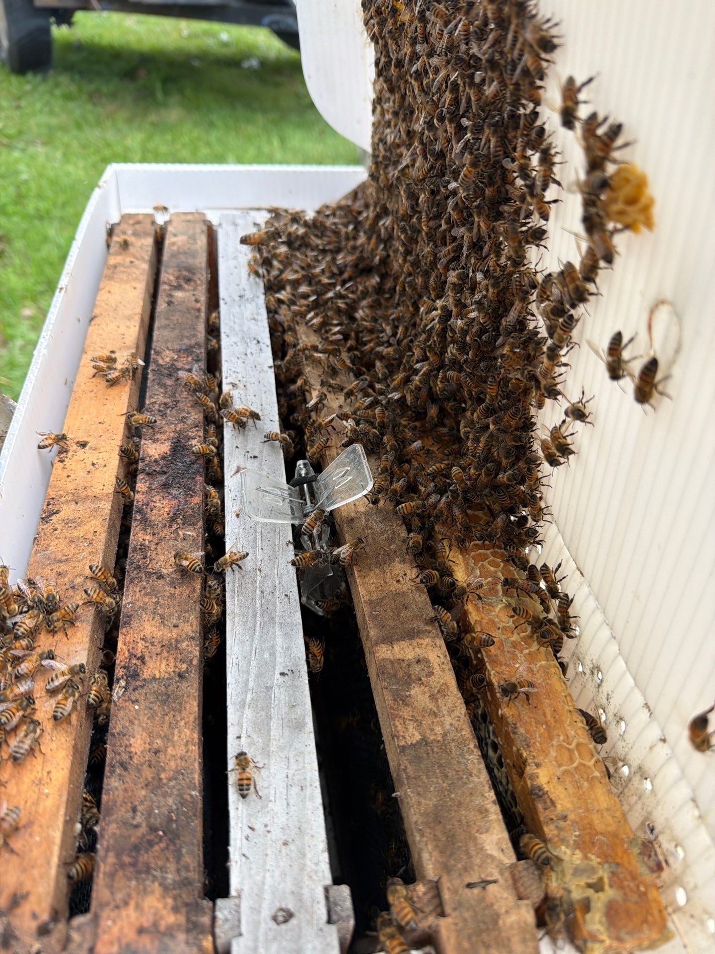 Rockwall Swarm: Downtown Construction Site by Rockwall Honey Bee Company