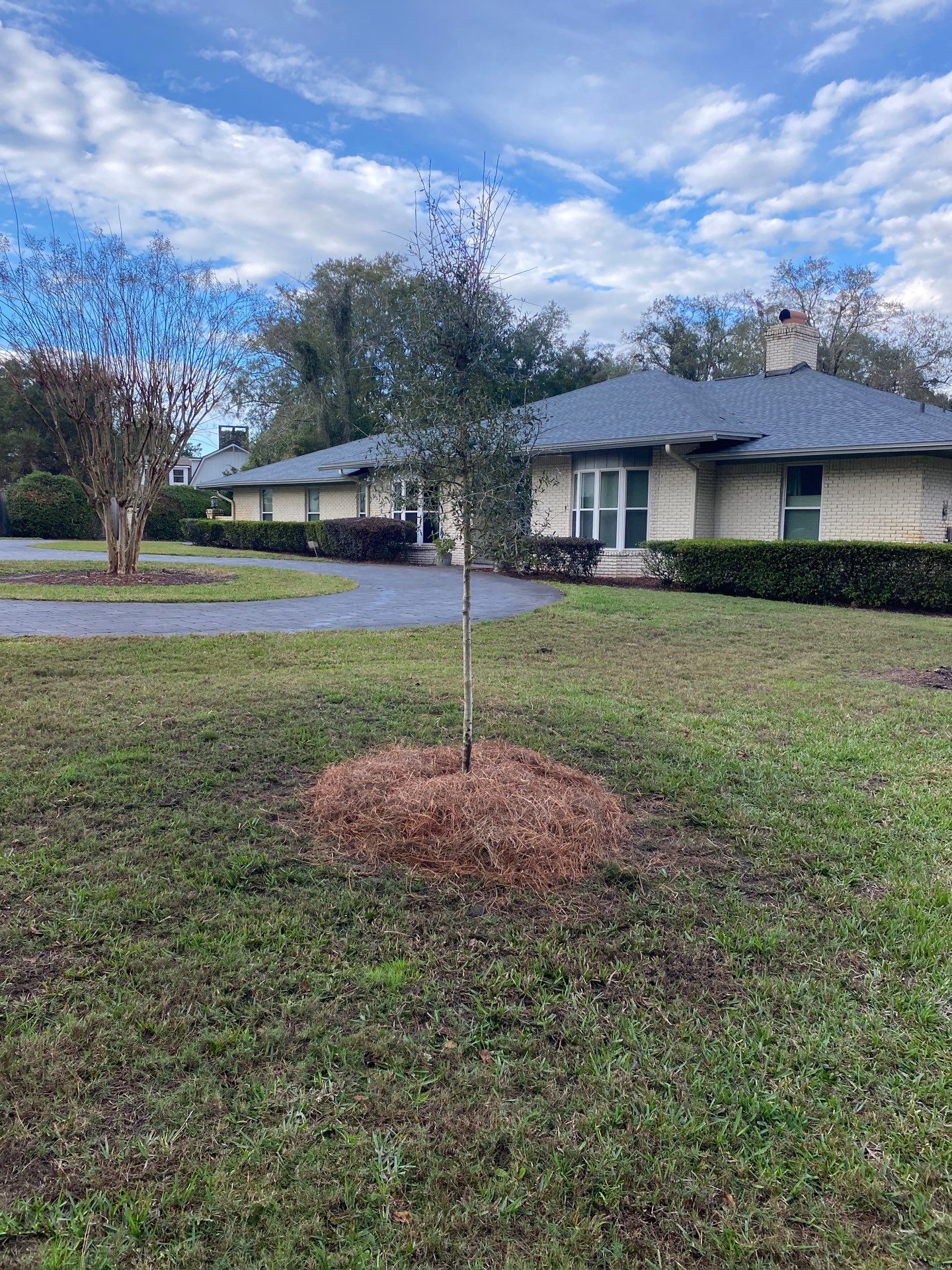 Deerwood | Live Oak Planting Project  by ProGreen Services