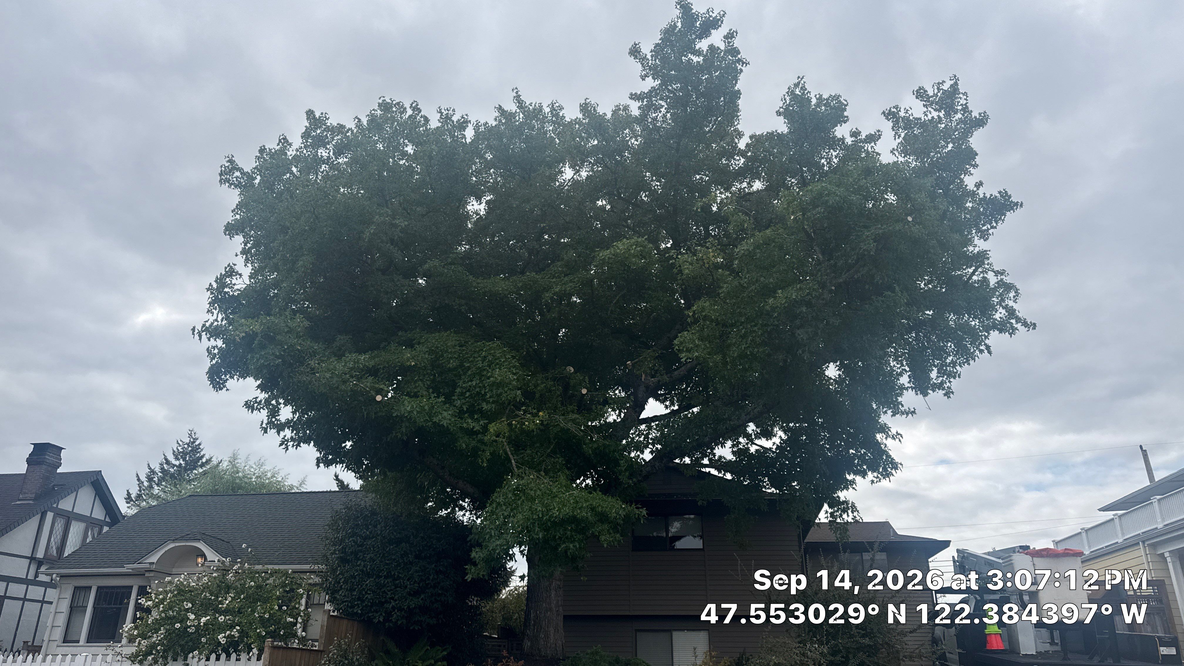 Seattle Emergency Tree Trimming for Storm-Damaged Sweetgum by Sound Tree Care LLC
