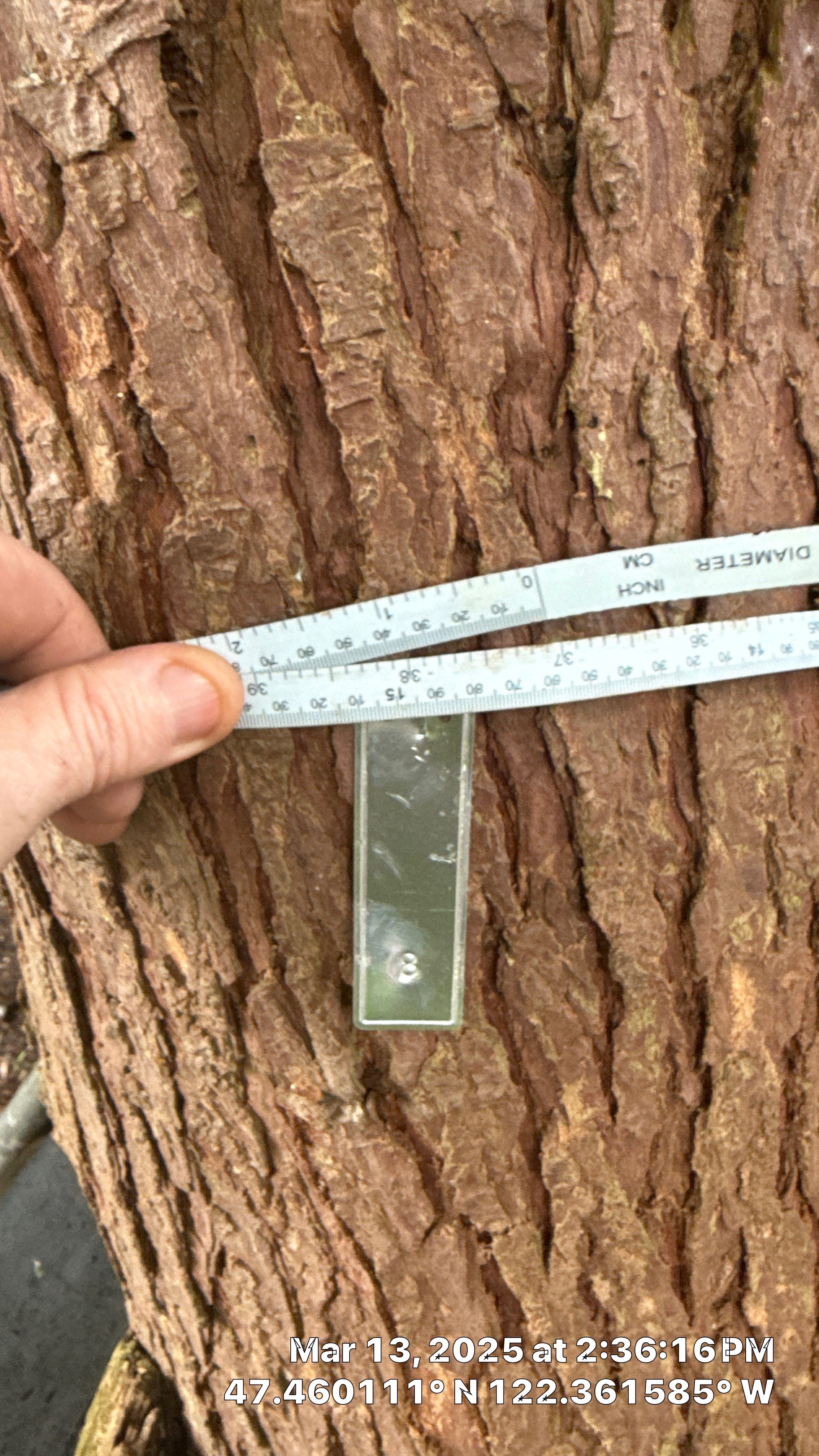 π Arborist Reporting & Tree Surveying β Code Compliance Project by Sound Tree Care LLC