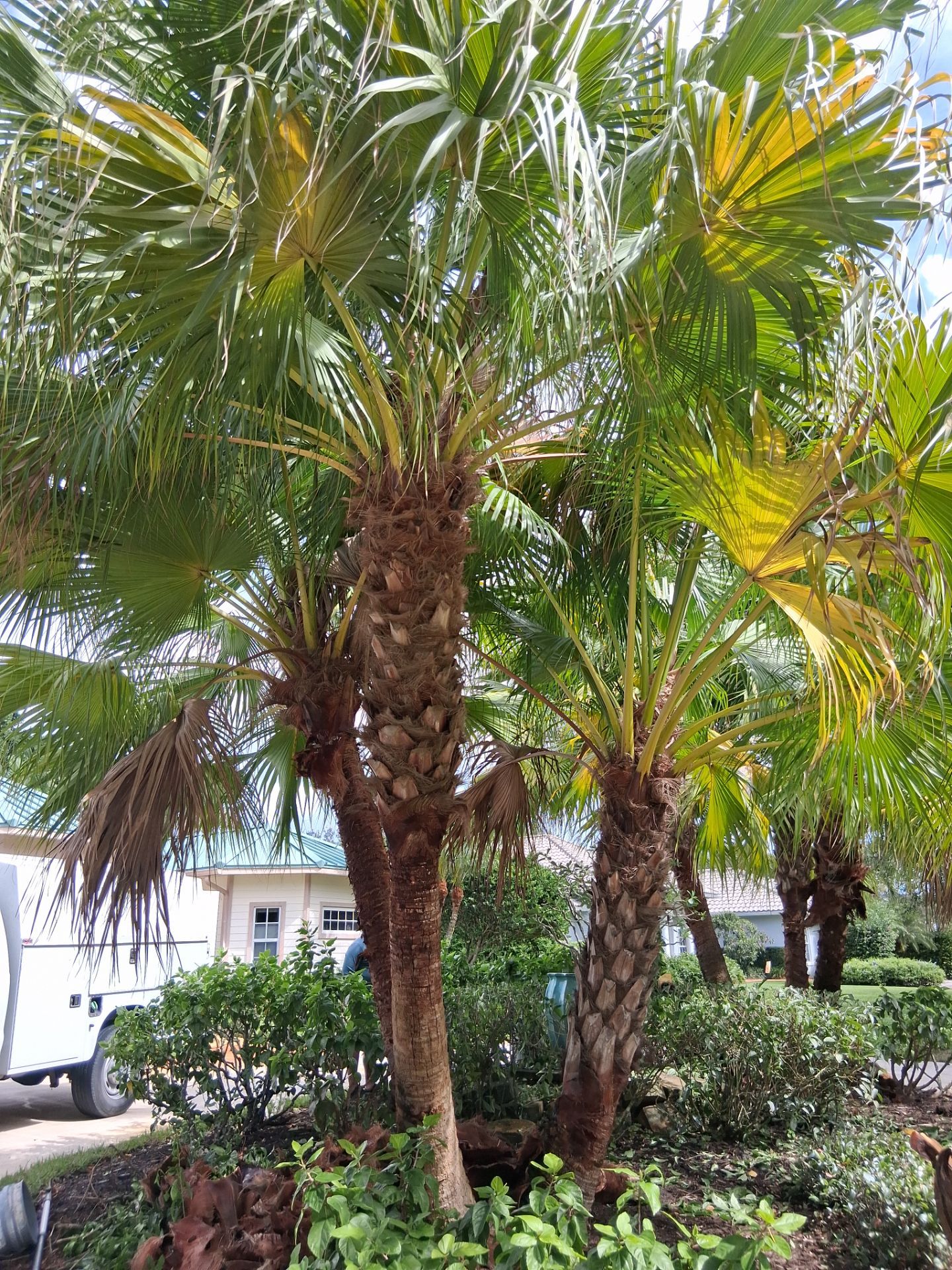 🌴 A Masterclass in Proper Palm Tree Cleaning & Trimming in Palm City Community by Alpha Zeta Enterprises Inc