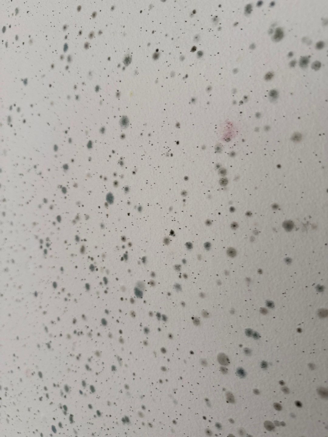 Large‑Loss Water Damage, Structural Drying & Mold Remediation – Rehoboth Beach, DE by Healthy Home Solutions