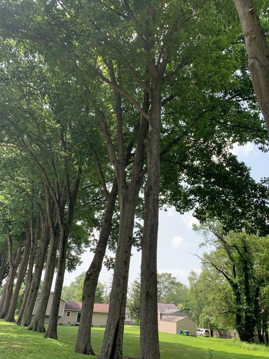 Tree Trimming by Mike Jones & Sons Tree Service LLC 