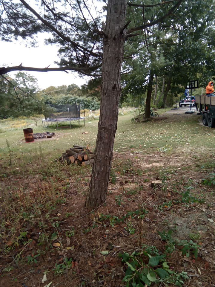 Tree Removal using Tree Removal by Mike Jones & Sons Tree Service LLC 
