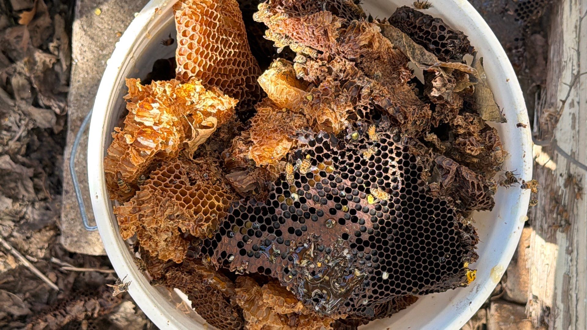 Abandoned House of Bees by Rockwall Honey Bee Company