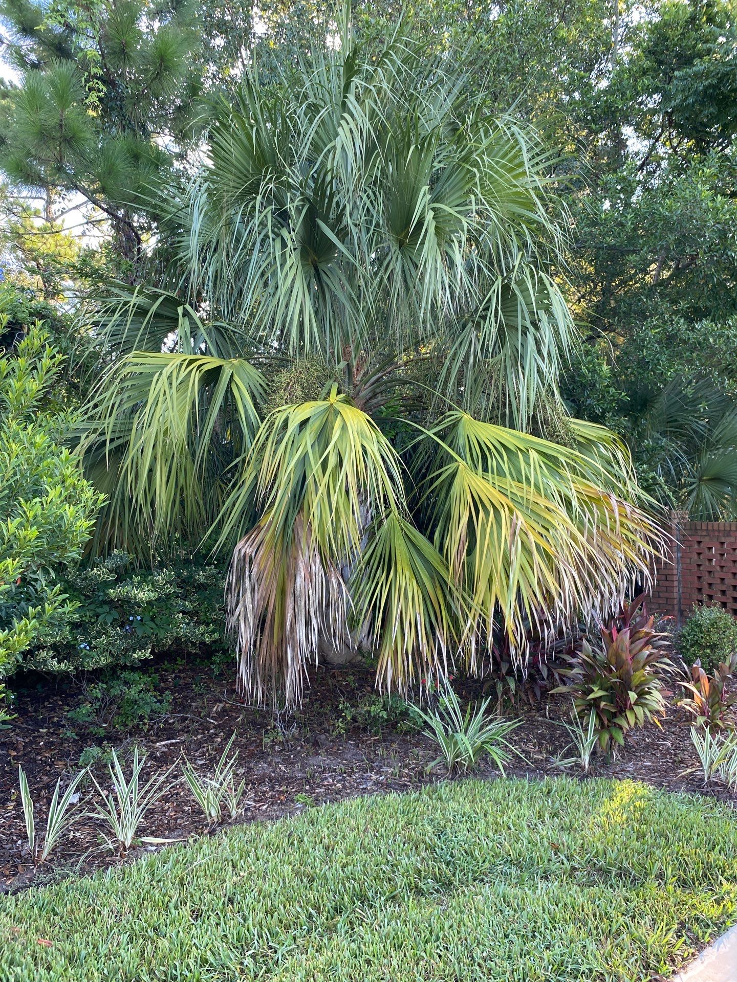 Deerwood Residence | Palm Tree Trimming by ProGreen Services