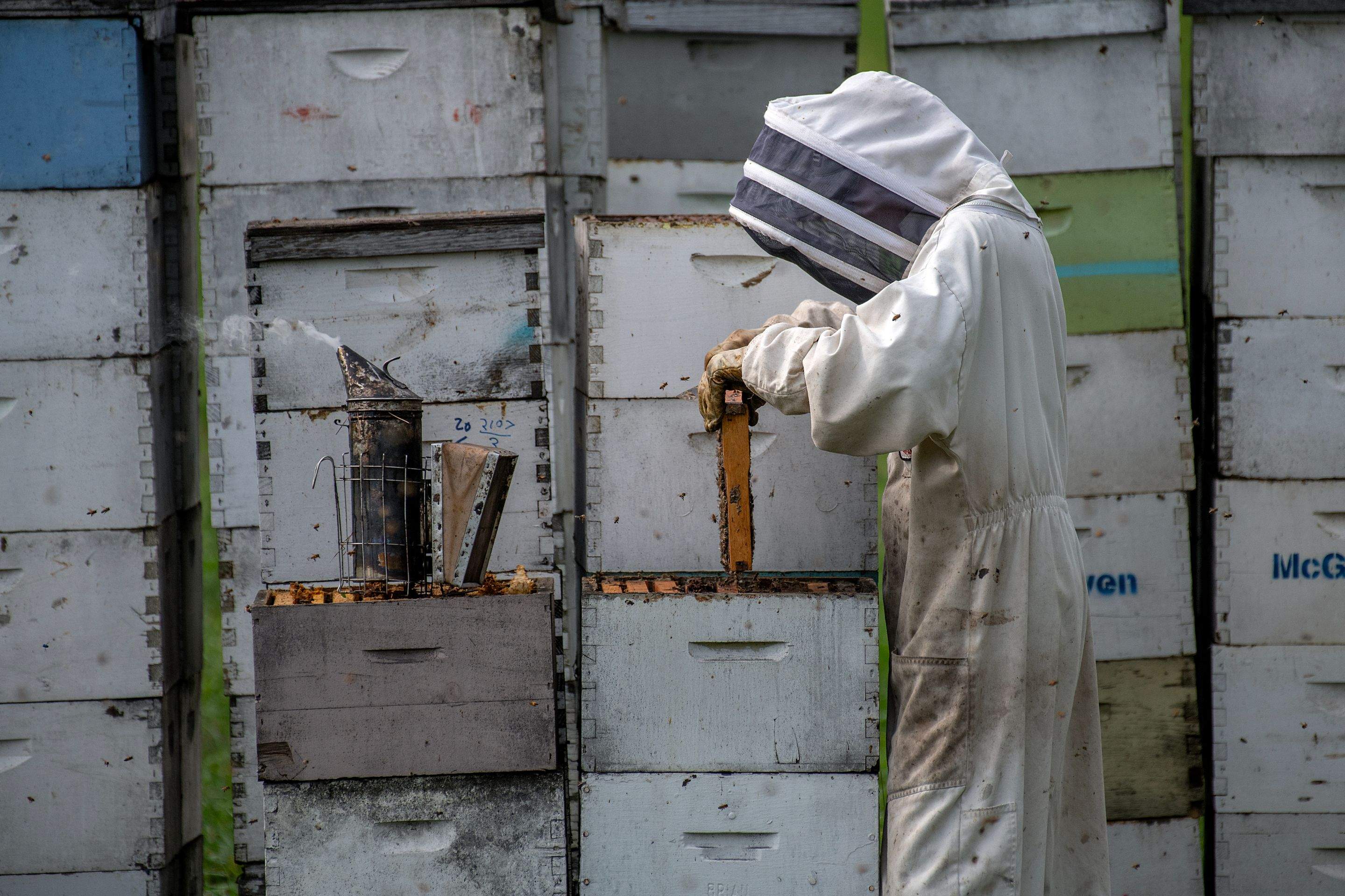 Splits in East Texas by Rockwall Honey Bee Company